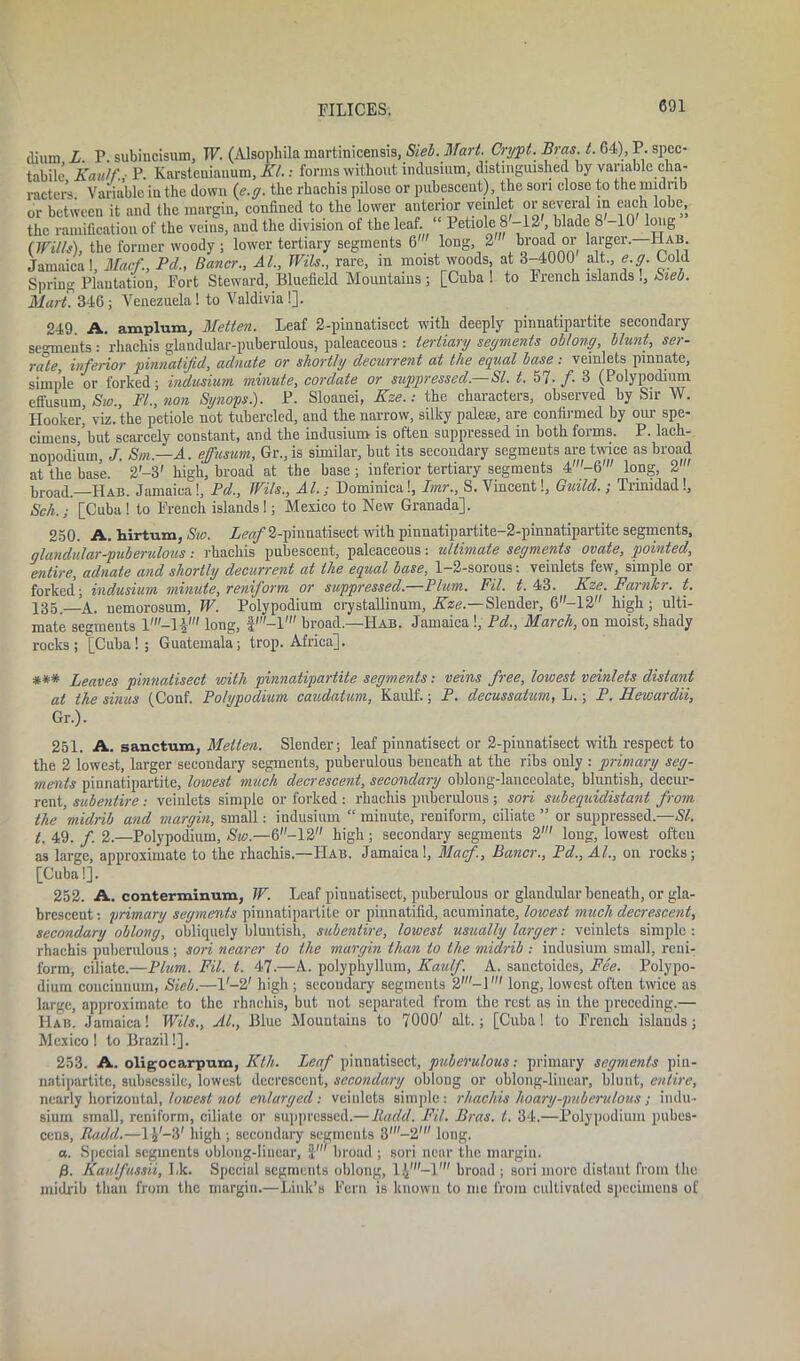 ilium L. P. subincisum, T7. (Alsophila martinicensis, Si eh. Mart. Crypt. Bras. t. 64), P. spec- tacle’ Kaulf.,- P. Karsteniauum, Kl.: forms without indusium, distinguished by variable cha- racter’s. Variable iu the down {e.g. the rhachis pilose or pubescent), the son close to the midrib or between it and the margin, confined to the lower anterior vemlet or several in each lobe, the ramification of the veins, and the division of the leaf: 1 etiole8 -12 .blade 8 10 long (Witts), the former woody ; lower tertiary segments 6 long, 2 b'-oador larger.—Hab. Jamaica!, Macf., Pel., Barter., At., Wits., rare, in moist woods at 3-4000 alt., e.g. Cold Spring Plantation, Fort Steward, Bluefield Mountains j [Cuba! to French islands!, Sieb. Mart 346; Venezuela! to Valdivia!]. 249. A. amplum, Metten. Leaf 2-pinnatisect with deeply pinnatipartite secondary segments : rhachis glandular-puberulous, paleaceous : tertiary segments oblong, blunt, ser- rate, inferior pinnatifid, adnate or shortly decurrent at the equal base; veinlets pinnate, simple or forked; indusium minute, cordate or suppressed.—SI. t. 57- /• 3 (Polypodium effusum, Sw., FI., non Synops.). P. Sloanei, Kze.: the characters, observed by Sir W. Hooker’ viz. the petiole not tubercled] and the narrow, silky palete, are confirmed by our spe- cimens ’but scarcely constant, and the indusium is often suppressed in both forms. P. lach- nopodi’um, J. Sm.—A. effusum, Gr.,is similar, but its secondary segments are twice as broad at the base. 2'-3' high, broad at the base ; inferior tertiary segments 4'-6 long, 2 broad.—Hab. Jamaica!, Pd., Wils., Al.; Dominica!, Imr., S. Vincent!, Guild.; Trinidad!, Sch.; [Cuba ! to French islands !; Mexico to New Granada]. 250. A. hirtum, Sw. Leaf 2-pinnatisect with pinnatipartite-2-pinnatipartite segments, glandular-puberulous: rhachis pubescent, paleaceous: ultimate segments ovate, pointed, entire, adnate and shortly decurrent at the equal base, 1-2-sorous: veinlets few, simple or forked’; indusium minute, reniform or suppressed.—Plum. Fil. t. 43. Kze. Farnlcr. t. 135 —a. nemorosum, W. Polypodium crystallinum, Kze— Slender, 6-12 high; ulti- mate segments long, broad.—Hab. Jamaica!, Pd., March, on moist, shady rocks; [Cuba!; Guatemala; trop. Africa]. *** Leaves pinnalisect with pinnatipartite segments: veins free, lowest veinlets distant at the sinus (Conf. Polypodium caudatum, Kaulf.; P. decussatum, L.; P. Hewurdii, Gr.). 251. A. sanctum, Metten. Slender; leaf pinnatisect or 2-pinnatisect with respect to the 2 lowest, larger secondary segments, puberulous beneath at the ribs only : primary seg- ments pinnatipartite, lowest much decrescent, secondary oblong-lanceolate, bluntish, decur- rent, subentire: veinlets simple or forked : rhachis puberulous; sori sub equidistant from the midrib and margin, small: indusium “ minute, reniform, ciliate ” or suppressed.—SI. t. 49. /. 2.—Polypodium, Sw.—6-12 high; secondary segments 2' long, lowest oftcu as large, approximate to the rhachis.—IIab. Jamaica!, Macf, Bancr., Pd., AL, on rocks; [Cuba!]. 252. A. conterminum, W. Leaf pinnatisect, puberulous or glandular beneath, or gla- brcscent: primary segments pinnatipartite or pinnatifid, acuminate, lowest much decrescent, secondary oblong, obliquely bluntish, subentire, lowest usually larger: veinlets simple : rhachis puberulous ; sori nearer to the margin than to the midrib : indusium small, reni- form, ciliate.—Plum. Fil. t. 47.—A. polyphylluin, Kaulf. A. sanctoides, Fee. Polypo- dium coucinnum, Sieb.—l'-2' high ; secondary segments 2'-]' long, lowest often twice as large, approximate to the rhachis, but not separated from the rest as in the preceding.— Hab. Jamaica! Wils., Al., Blue Mountains to 7000' alt.; [Cuba! to French islands; Mexico ! to Brazil!]. 253. A. oligocarpum, Kth. Leaf pinnatisect, puberulous: primary segments pin- natipartite, subsessilc, lowest decrescent, secondary oblong or oblong-linear, blunt, entire, nearly horizontal, lowest not enlarged: veinlets simple: rhachis hoary-puberulous ; indu- sium small, reniform, ciliate or suppressed.—Itadd. Fil. Bras. t. 34.—Polypodium pubes- cens, Badd.—1 p-3' high ; secondary segments 3'-2' long. a. Special segments oblong-linear, broad; sori near the margin. /3. Kaufussii, Lk. Special segments oblong, Hff-V broad ; sori more distant from the midrib than from the margin.—Link’s Fern is known to me from cultivated specimens of