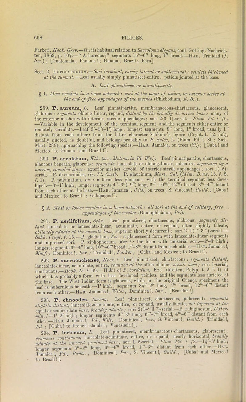 Parkevi, Hook. Grev.—On its habitual relation to Saccoloma elegans, conf. Gotting. Naehrich- ten, 1863, p. 107.—“Arboreous;” segments 15-6 long, 1 broad.—Hab. Trinidad (/. Sin.); [Guatemala; Panama!; Guiana; Brazil; Pern]. Sect. 2. Eupolypodium.—Sori terminal, rarely lateral or subterminal: veinlels thickened at the summit.—Leaf usually simply pinuatisect-entire : petiole jointed at the base. A. Leaf pinnatisect or pinnatipartite. § 1. Most veinlets in a loose network: son at the point of union, or exterior series at the end of free appendages of the meshes (Phlebodium, R. Br.). 289. P. aureum, L. Leaf pinnatipartite, membranaceous-chartaceous, glaueescent, glabrous : segments oblong-linear, repand, distant by the broadly decurrent base: many of the exterior meshes with interior, sterile appendages ; sori 2(3-l)-serial.—Plum. Fil. t. 76. —Variable in the development of the terminal segment, and the segments either entire or remotely serrulate.—Leaf 3'-5'(—1') long: longest segments 8 long, 1 broad, usually 1 distant from each other: from the latter character Sckkuhr’s figure (Crypt, t. 12. inf.), usually quoted, is doubtful, and belongs probably to P. dulce, L. (Plum. Fil. t. 80 ; Sieb. Mart. 239), approaching the following species.—Uab. Jamaica, on trees (SI.); [Cuba! and Mexico ! to Guiana ! and Brazil !]. 290. P. areolatum, Kth. (sec. Metten.in PI. TFr.). Leaf pinnatipartite, chartaceous, glaucous beneath, glabrous: segments lanceolate or oblong-linear, subentire, separated by a narrow, rounded sinus: exterior meshes devoid of interior sterile appendages ; sori 1 (-2)- serial.—P. drynarioides, Gr. PL Carib. P. glaucinum. Mart. Gal. (Mem. Brux. 15. t. 2. f. 1). P. pul'vinatum, Lie.: a form less glaucous, with the terminal segment less deve- loped.—3-1' high; longer segments 4-6(-9) long, 6'-10'(-12') broad, 3'-4' distant from each other at the base.—Hab. Jamaica !, TVils., on trees ; S. Vincent!, Guild.; [Cuba ! and Mexico ! to Brazil!; Galapagos !]. § 2. Most or lower veinlets in a loose network: all sori at the end of solitary, free appendages of the meshes (Goniophlebium, Pr.). 291. P. neriifolium, Schk. Leaf pinnatisect, chartaceons, glabrous: segments dis- tant, lanceolate or lanceolate-linear, acuminate, entire, or repand, often slightly falcate, obliquely adnate at the cuneate base, superior shortly decurrent; sori 2-1 (-“ 3 ”)-serial.— Schk. Crypt, t. 15.—P. gladiatum, Kze.: a glaueescent form with lanceolate-linear segments and impressed sori. P. xiphophorum, Kze. !: the form with uniserial sori.—2'-3' high ; longest segments 6-4 long, 10-6' broad, 1—S' distant from each other.—Hab. Jamaica!, Macf.; Dominica !, Imr.; Trinidad!, Parker; [Cuba! and Mexico ; to Brazil!]. 292. P. surrucuchense, Hook.! Leaf pinnatisect, chartaceous : segments distant, lanceolate-linear, acuminate, entire, rounded at the often oblique, sessile base; sori 1-serial, contiguous.—Hook. Ic. t. 69—Habit of P. cordatum, Kze. (Metten, Polyp, t. 2. f. 1), of which it is probably a form with less developed veinlets aud the segments less auricled at the base. The West Indian form is glabrous, while in the original Cuei^a specimens the leaf is puberulous beneath—1' high ; segments 3i-2 long, 4' broad, 12'—6' distant from each other.—Hab. Jamaica!, Wiles; Dominica !, Imr.; [Ecuudor !]. 293. P. chnoodes, Spreng. Leaf pinnatisect, chartaceons, pubescent: segments slightly distant, lanceolate-acuminate, entire, or repand, usually (ideate, not tapering at the equal or semicordate base, broadly adnate; sori 2(1-“ 3 ”)-serial.—P. rubiginosum, L’Her- I it—2' high ; longer segments 4''-3 long, G'-7' broad, 4'—6' distant from each 0t,lleV—Hab. Jamaica I, Pd., Wils.; Dominical, Imr., S. Vincent!, Guild.; Trinidad!, Pd. ; [Cuba 1 to French islands !; Venezuela 1]. 294. P. loriceum, L. Leaf pinnatisect, membranaceous-chartaceous, glabrcsccnt: segments 'contiguous, lanceolate-acuminate, entire, or repand, nearly horizontal, broadly, adnate at the upward produced base; sori 1-2-serial.—Plum. Fil. t. 78.—1 s'-3' high ; longer scents 3-2 long, 6'-4' broad, l'-3' distant fron: each other-Hab Jamaica!, Pd., Bancr.; Dominical, Imr., b. Vincent!, Guild.; [Cuba! aud Mexico! to Brazil I].