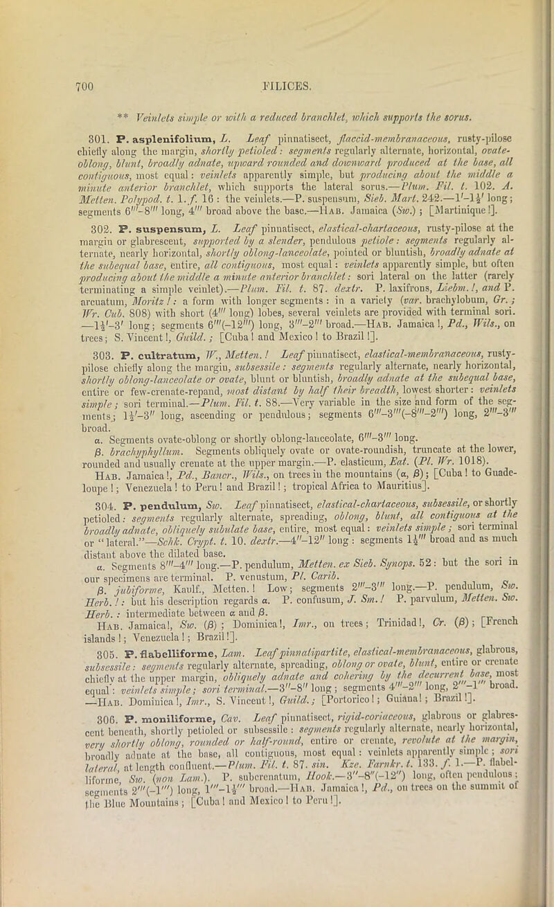 ** Veinlels simple or with a reduced hranclilet, which supports the sorus. 301. P. asplenifolium, L. Leaf pinnatisect, flaccid-membranaceous, rusty-pilose chiefly along the margin, shortly petioled: segments regularly alternate, horizontal, ovate- oblong, blunt, broadly adnate, upward rounded and downward produced at the base, all contiguous, most equal: veinlels apparently simple, hut producing about the middle a minute anterior hranclilet, which supports the lateral sorus.— Plum. Fit. 1. 102. A. Molten. Polypod. t. 1. f. 16 : the veinlets.—P. suspensum, Sieb. Mart. 242.—l'-lJ.' long; segments 6'-8' long, 4' broad above the base.—11ab. Jamaica {Sw.) ; [Martinique!]. 302. P. suspensum, L. Leaf pinuatisect, elastical-chariaceous, rusty-pilose at the margin or glabresceut, supported by a slender, pendulous petiole: segments regularly al- ternate, nearly horizontal, shortly oblong-lanceolate, pointed or bluntish, broadly adnate at the subequal base, entire, all contiguous, most equal: veinlets apparently simple, but often producing about the middle a minute anterior hranclilet: soil lateral on the latter (rarely terminating a simple veinlet).—Plum. Til. t. 87. dextr. P. laxifrons, Liebm.!, and P. arcuatum, Moritz!: a form with longer segments : in a variety (par. brachylobum, Gr. ; Wr. Cub. 808) with short (4' long) lobes, several veinlets are provided with terminal sori. —1|'-3' long; segments 6'(-12') long, 3'-2' broad.—Hab. Jamaica !, JV., Mils., on trees; S. Vincent!, Guild. ; [Cuba 1 and Mexico ! to Brazil!]. 303. P. cultratum, IF., Metten. ! i/M/pinnatisect, elaslical-membranaceous, rusty- pilose chiefly along the margin, subsessile: segments regularly alternate, nearly horizontal, shortly oblong-lanceolate or ovate, blunt or bluntish, broadly adnate at the subequal base, entire or few-crenate-repand, most distant by half their breadth, lowest shorter: veinlets simple; sori terminal.—Plum. Fil. t. 88.—Very variable in the size and form of the seg- ments.; li'-3 long, ascending or pendulous; segments 6'-3'(-8'-2') long, 2'-3' broad. a. Segments ovate-oblong or shortly oblong-lanceolate, 6'-3' long. /3. bracliyphyllum. Segments obliquely ovate or ovate-roundish, truncate at the lower, rounded and usually crenate at the upper margin.—P. elasticum, Eat. {PL Wr. 1018). Hab. Jamaica!,' Pd., Bancr., Wits., on trees in the mountains (a, ff); [Cuba ! to Guade- loupe !; Venezuela ! to Peru! and Brazil!; tropical Africa to Mauritius], 304. P. pendulum, Sw. Leaf pinnatisect, elastical-chariaceous, subsessile, or shortly petioled: segments regularly alternate, spreading, oblong, blunt, all contiguous at the broadly adnate, obliquely subulate base, entire, most equal: veinlets simple; sori terminal or “lateral.”—Sch/c. Crypt, t. 10. cle.rtr.—4-12 long : segments li' broad and as much distant above the dilated base. , a. Segments 8,-4',' long.—P. pendulum, Metten. ex Sieb. Syuops. 52: but the son in our specimens are terminal. P. venustum, PL Carib. 13. jubiforme, Kaulf., Metten.! Low; segments 2'-3' long.—P. pendulum, Sw. Herb.!: but his description regards a. P. confusum, J. Sm.l P. parvulum, Metten. Sw. Herb. : intermediate between a and /3. Hab. Jamaica!, Sw. {13); Dominica!, Imr., on trees; Trinidad!, Cr. {$); [l'rcnch islands!; Venezuela!; Brazil!]. 305. P. flabelliforme, Lam. Leaf pinnatipartite, elaslical-membranaceous, glabrous, subsessile: segments regularly alternate, spreading, oblong or ovate, blunt, entire or crenate chieflv at the upper margin, obliquely adnate and cohering by the decurrent base most equal': veinlets simple; sori terminal.—3-8 long ; segments 4_-2 long, 2 -1 broad. Hab. Dominica 1, Imr., S. Vincent!, Guild,; [Portoricol; Guiana.; Brazil .J. 306. P. moniliforme, Cav. Leaf piunatiseot, rigid-coriaceous, glabrous or glabres- cent beneath, shortly petioled or subsessile : segments regularly alternate, nearly horizontal, very shortly oblong, minded or half-round, entire or crenate, revolute at the margin, broadly adnate at the base, all contiguous, most equal: veinlets apparently simple ; sort lateral at length confluent.— Plum. Fit. t. 87. sin. Kze. Farnkr. t. 133. /. 1.—P. Ilabcl- lifonne Sw. {non Lam.). P. suberenatum, lIook.-‘i-%{-\2) long, often pendulous; segments 2,(-l/) long, broad.—Hab. Jamaica !, Pd., on trees on the summit ol the Blue Mountains ; [Cuba! and Mexico! to Peru!].
