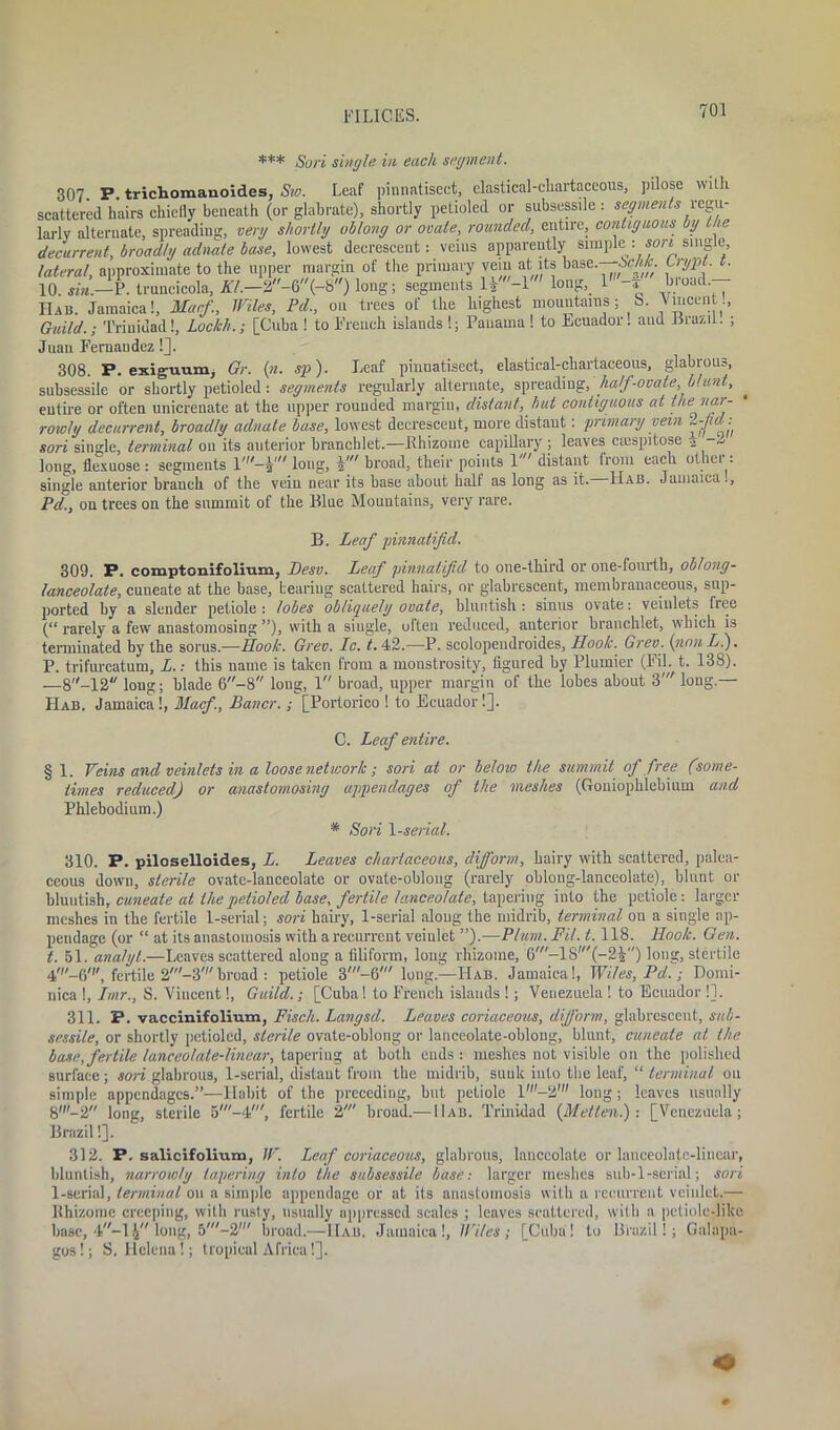 *** Sori single in each segment. 307. p. trichomanoides, Sw. Leaf pinnatisect, elastieal-chartaceous, pilose with scattered hairs chiefly beneath (or glabrate), shortly petioled or subsessile : segments regu- larly alternate, spreading, very shortly oblong or ovate, rounded, entire, contiguous by the decurrent, broadly adnale base, lowest decrescent: veins apparently simple : sort single, lateral, approximate to the upper margin of the primary vein at its base.—5cM. Crypt, t. 10. sin.-P. truucicola, KL-2-6(-8) long; segments long,. l'-f Hab. Jamaica!, Marl., Wiles, Pd., on trees of the highest mountains; S. \mcent., Guild. ; Trinidad!, Lockh.; [Cuba ! to Trench islands 1; Panama 1 to Ecuador. and Brazil. ; Juan Fernaudez!]. 308. P. exiguum, Gr. (n. sp). Leaf pinnatisect, elastical-chartaceous, glabrous, subsessile or shortly petioled: segments regularly alternate, spreading, half-ovate, blunt, entire or often unicrenate at the upper rounded margin, distant, but contiguous at the nar- rowly decurrent, broadly adnate base, lowest decrescent, more distaut: primary vein sori single, terminal on its anterior brancblet.—Rhizome capillary ; leaves csespitose a -«< long, flexuose: segments 1'-$ long, f broad, their points 1' distant from each othei : single anterior branch of the vein near its base about half as long as it.—Hab. Jamaica., Pd., on trees on the summit of the Blue Mountains, very rare. B. Leaf pinnatifid. 309. P. comptonifolium, Desv. Leaf pinnatifid to one-third or one-fourth, oblong- lanceolate, cuneate at the base, beariug scattered hairs, or glabrescent, membranaceous, sup- ported by a slender petiole : lobes obliquely ovate, bluntish : sinus ovate: veinlets free (“ rarely a few anastomosing ”), with a single, often reduced, anterior branchlet, which is terminated by the sorus.—Hook. Grev. Ic. t. 42.—P. scolopendroides, Hook.. Grev. {non L). P. trifurcatum, L.: this name is taken from a monstrosity, figured hy Plunder (Fil. t. 138). —8-12 long; blade 6-8 long, 1 broad, upper margin of the lobes about 3' long.— Hab. Jamaica!, Macf., Bancr.; [Portorico ! to Ecuador!]. C. Leaf entire. § 1. Veins and veinlets in a loose network ; sori at or below the summit of free (some- times reduced) or anastomosing appendages of the meshes (Goniophlebium and Phlebodium.) * Sori 1 -serial. 310. P. piloselloides, L. Leaves chartaceous, difform, hairy with scattered, palea- ceous down, sterile ovate-lanceolate or ovate-oblong (rarely oblong-lanceolate), blunt or bluntish, cuneate at the petioled base, fertile lanceolate, tapering into the petiole: larger meshes in the fertile 1-serial; sori hairy, 1-serial along the midrib, terminal on a single ap- pendage (or “ at its anastomosis with a recurrent veinlet ”).—Plum. Fil. 1.118. Hook. Gen. t. 51. analyl.—Leaves scattered along a filiform, long rhizome, 6'-18,(-2|) long, stertile 4'-0', fertile 2'-3'broad : petiole 3'-6' long.—Hab. Jamaica!, Wiles, Pd.; Domi- nica !, Imr., S. Vincent!, Guild.; [Cuba! to French islands !; Venezuela ! to Ecuador !]. 311. P. vaccinifolium, Fisch. Langsd. Leaves coriaceous, difform, glabrescent, sub- sessile, or shortly petioled, sterile ovate-oblong or lanceolate-oblong, blunt, cuneate at the base, fertile lanceolate-linear, tapering at both ends : meshes not visible on the polished surface; sori glabrous, 1-serial, distaut from the midrib, sunk into the leaf, “ terminal on simple appendages.”—Habit of the preceding, hut petiole l'-2' long; leaves usually 8'-2 long, sterile 5'-4', fertile 2' broad.— Hab. Trinidad (Metlen.) : [Venezuela; Brazil!]. 312. P. salicifoliura, W. Leaf coriaceous, glabrous, lanceolate or lanceolate-linear, bluntish, narrowly tapering into the subsessile base: larger meshes sub-l-scrial; sori 1-serial, terminal on a simple appendage or at its anastomosis with a recurrent veinlet.— Rhizome creeping, with rusty, usually oppressed scales ; leaves scattered, with a petiole-like base, 4-l4 long, 5'-2' broad.—Hab. Jamaica!, Wiles; [Cuba! to Brazil!; Galapa- gos!; S, Helena!; tropical Africa!]. 0