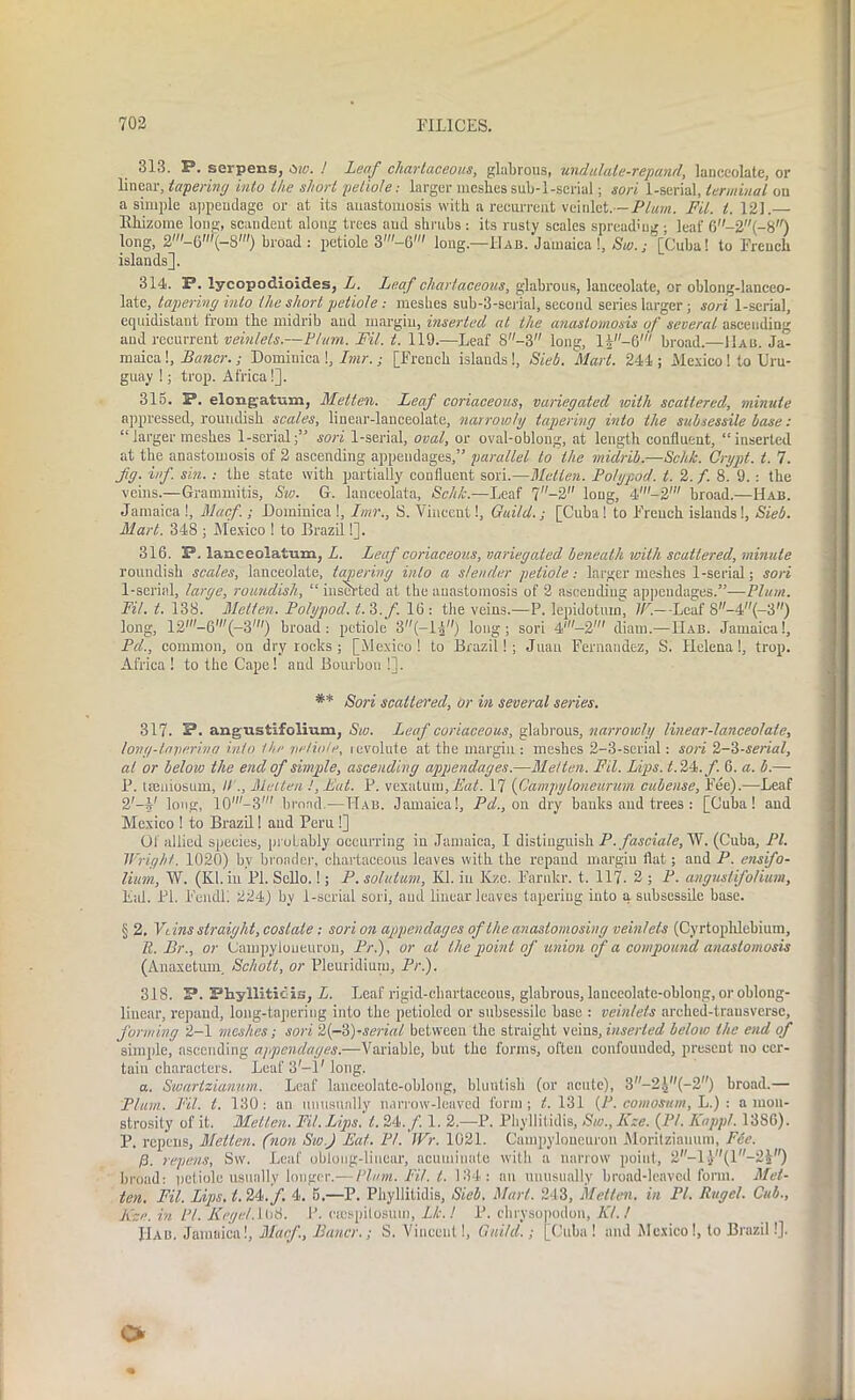 313. P. serpens, aw. ! Leaf charlaceous, glabrous, undalate-repand, lanceolate, or linear, tapering into the short petiole: larger meshes sub-1-serial; sort 1-serial, terminal on a simple appendage or at its anastomosis with a recurrent veinlet. —/-Viwz. Fit. 1. 121.— Rhizome long, scaudent along trees and shrubs: its rusty scales spreading; leaf 6-2(-8) long, 2'-6'(-8') broad : petiole long.—Hab. Jamaica!, Stv.j [Cuba! to French islands]. 314. P. lycopodioides, L. Leaf charlaceous, glabrous, lanceolate, or oblong-lanceo- late, tapering into the short petiole : meshes sub-3-serial, second series larger; sori 1-serial, equidistant from the midrib and margin, inserted at the anastomosis of several ascending and recurrent veinlets.—Plum. Fil. t. 119.—Leaf 8-3 long, l|-6'' broad.—11ab. Ja- maica !, Bancr.; Dominica !, Imr. ; [French islands !, Sieb. Mart. 244 ; Mexico ! to Uru- guay !; trop. Africa!]. 315. P. elongatnm, Melten. Leaf coriaceous, variegated with scattered, minute oppressed, roundish scales, linear-lanceolate, narrowly tapering into the sub sessile base: “larger meshes 1-serial;1’ sori 1-serial, oval, or oval-oblong, at length confluent, “inserted at the anastomosis of 2 ascending appendages,” parallel to the midrib.—Schk. Crypt, t. 7. fg. inf. sin.: the state with partially confluent sori.—Metien. Polypod. t. 2. /. 8. 9. : the veins.—Grammitis, Sw. G. lanceolata, Schk.—Leaf 7-2 long, 4'-2' broad.—Hab. Jamaica 1, Macf.; Dominica !, Imr., S. Vincent!, Guild.; [Cuba 1 to French islands 1, Sieb. Mart. 348 ; Mexico 1 to Brazil!]. 316. P. lanceoiatum, L. Leaf coriaceous, variegated beneath with scattered, minute roundish scales, lanceolate, tapering into a slender petiole: larger meshes 1-serial; sori 1-serial, large, roundish, “inserted at the anastomosis of 2 ascending appendages.”—Plum. Fil. t. 138. Metien. Poly pod. t.'i.f. 16 : the veins.—P. lepidotmn, W.—Leaf 8-4(-3) long, 12'-6,(-3') broad : petiole 3(-l|) long; sori 4'-2' diam.—Hab. Jamaica 1, Pd., common, on dry rocks ; [Mexico! to Brazil!; Juan Fernandez, S. Helena!, trop. Africa ! to the Cape! and Bourbon !]. ** Sori scattered, or in several series. 317. P. angustifolium, Sw. Leaf coriaceous, glabrous, narrowly linear-lanceolate, long-laperina into the rielio/e, involute at the margin : meshes 2-3-serial: sori 2-3-serial, at or below the end of simple, ascending appendages.—Melten. Fil. Lips. A 24./. 6. a. b.— P. tEeniosum, II ., Melten J,L'at. P. vexatum, Eat. 17 {Campy loneurum cubense, Fee).—Leaf 2'-i' long, 10'-3' broad.—Hab. Jamaica!, Pd., on dry banks and trees : [Cuba! and Mexico ! to Brazil! and Peru!] Ol allied species, pi oLably occurring in Jamaica, I distinguish P. fasciale, W. (Cuba, PI. Wright. 1020) by broader, chartaceous leaves with the repand margin flat; and P. ensifo- limn, W. (Kl. in PI. Sello.!; P. solutum, Kl. in Kze. Farukr. t. 117. 2 ; P. angustifolium, Lai. PI. PendL 224) by 1-serial sori, and linear leaves tapering into a subsessile base. § 2. Vi ins straight, costate : sori on appendages of the anastomosing veinlets (Cyrtopldebiuin, R. Br., or Campyloueuron, Pr.), or at the point of anion of a compound anastomosis (Anaxetum. Schott, or Pleuridium, Pr.). 318. P. Phyllitidis, L. Leaf rigid-cliartaccous, glabrous, lanceolate-oblong, or oblong- linear, repand, long-tapering into the petiolcd or subsessile base : veinlets arched-transverse, forming 2-1 meshes; sori 2{-i)-serial between the straight veins, inserted below the end of simple, ascending appendages.—Variable, but the forms, often confounded, present no cer- tain characters. Leaf 3'— V long. a. Swartzianwn. Leaf lanceolate-oblong, bluntish (or acute), 3-'2}f{-2) broad.— Plum. Fil. t. 130: an unusually narrow-leaved form; A 131 {P. com os urn, L.) : a mon- strosity of it. Metien. Fit. Lips. t. 24./. 1. 2.—P. Phyllitidis, Sw., Kze. {PL Kappl. 1386). P. repens, Melten. (non Sw.) Eat. PL Wr. 1021. Campyloueuron Moritzianum, Fee. fi. repens, Sw. Leaf oblong-linear, acuminate with a narrow point, 2-l )(l-2£) broad: petiole usually longer.— Plum. Fit. t. 134: an unusually broad-leaved form. Mel- ten. Fil. Lips. t. 24./. 4. 5.—P. Phyllitidis, Sieb. Marl. 243, Melten. in PI. Rugel. Cub., Kze. in PI. Kegel.ii>8. P. ceespitosutn, Lk.l P. chrysonodon, KL! IIab. Jamaica!, Macf., Bancr.; S. Vincent!, Guild.; [Cuba! and Mexico!, to Brazil!]. o