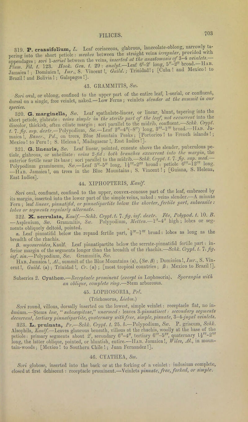 310 P. crassifoliura, L. Leaf coriaceous, glabrous, lanceolate-oblong, narrowly ta- pering into the short petiole: meshes between the straight veins trre^tor, provided with appendages ; son 1 -serial between the veins, inserted at ihe.a,^tomoslsv%lf, 4 rlnn. Fil t. 123. Hook. Gen. t. 29 : WyA-Leaf 6 -2 iong, 5-2» broad.-HAB Jamaica!; Dominica!, Imr., S. Vincent!, Guild.; Trinidad 15 [Cuba, and Mexico! to Brazil! aud Bolivia !; Galapagos !]. 43. GRAMMITIS, Sw. Sori oval, or oblong, confined to the upper part of the entire leaf, 1-serial, or confluent, dorsal on a single, free veiulet, naked—Low Ferns; veinlets slender at the summit m our species. 320. G. marginella, Sw. Leaf spatkulate-linear, or linear, blunt, tapering into the short petiole, glabrate: veins simple in the sterile part of the leaf, not excurrent into t e discolor, thickish, often ciliate margin ; sori parallel to the midrib, confluent.—Sch/c. Crypt, t. 7. fig. sap. dextr. — Polvpodiuin, flto.-Leaf 2-4(-8) long, broad.—Hab. Ja- maica!, Baacr., Fd., on trees, Blue Mountain Peaks; [Portonco ! to French islands.; Mexico! to Peru!; S. Helena!, Madagascar !, East Indies!]. 321. G. linearis, Sw. Leaf linear, pointed, cuneate above the slender, puberulous pe- tiole, glabrous, or subciliate: veins 2-fid: both branches excurrent into the margin the anterior fertile near its base ; sori parallel to the midrib. Sch/c. Crypt, t. 7- Fd'SUp.med. Polvpodium gramineum, Sw.—Leaf 3-5 long, broad : petiole 6 -12 long. —Hab. Jamaica!, on trees in the Blue Mountains; S, Vincent!; [Guiana, S. Helena, East Indies], 44. XIPHOPTERIS, Kaulf. Sori oval, confluent, confined to the upper, convex-concave part of the leaf, embraced by its margin, inserted into the lower part of the simple veins, naked : veins slender. A minute lem ; leaf linear, pinnatifid, or pinnatipartite below the shorter, fertile part, subsessile: lobes or segments regularly alternate. 322. X. serrulata, Kaulf—Sch/c. Crypt, t. l.fig. inf. dextr. Me, Polypod. t. 10. B. —Asplenium, Sw. Grammitis, Sw. Polypodium, Metten.—1 ,,-4 high ; lobes or seg- ments obliquely deltoid, pointed. , a. Leaf pinnatifid below the repand fertile part, broad: lobes as long as the breadth of the rhachis. fi, myosuroides, Kaulf. Leaf pinnatipartite below the serrate-pinnatifid fertile part: in- ferior margin of the segments longer than the breadth of the rhachis.—Sch/c. Crypt, t. 7- fig. inf, sin.—Polypodium, Sw. Grammitis, Sw. LIab. Jamaica !, At., summit of the Blue Mountains (a), (Sw. J3) ; Dominica l, Imr., S. Vin- cent!, Guild, (a); Trinidad !, Or. (a) ; [most tropical countries; 0 : Mexico to Brazil!]. Subseries 2. Cyatliese.—Receptacle prominent (except in Lophosoria). Sporangia with an oblique, complete ring.—Stem arboreous. 45. LOPHOSORIA, Prl. (Trichosorus, Liebm.) Son round, villous, dorsally inserted on the lowest, simple veinlet: receptacle fiat, no in- dusium.—Stems low, “ subccespilose.fi unarmed: leaves 3-pinnatisecl: secondary segments decurrent, tertiary pinnatipartite, quaternary with free, simple, pinnate, ‘3-i-jugal veinlets. 323. L. pruinata, Pr.—Schk. Crypt, t. 25. Polypodium, Sw. P. griseum, Sch/c. Alsopbila, Kaulf.—Leaves glaucous beneath, villous at the rhachis, woolly at the base ot the petiole: primary segments about 2', secondary 6”-4, tertiary quaternaryl-y-2r long, the latter oblique, pointed, or bluutish, entire.—Hab. Jamaica!, Idles, At., in moun- tain-woods; [Mexico! to Southern Chile !; Juan Fernandez !]. 46. CYATHEA, Sm, Sori globose, inserted into the back or at the forking of a veinlet: indusinm complete, closed at first dehiscent: receptacle prominent.—Veiidets pinnate, free, forked, or simple.