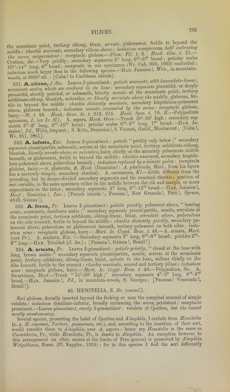 the acuminate point, tertiary oblong, blunt, serrate, glabrescent, fertile to beyond the middle : rhachis muriate, secondary villous above; indusium conspicuous, the sores, subpersistevt: receptacle globose.-Pta. Ftl. t 3 Book Gen t. • Cvathea, ft*.-Very prickly; secondary segments 3 loug h -8 bioad Ion1', 4' broad; receptacle in our specimens (Wr. Cub. lJ5U iUD/j unuiviueu M,«“„ 3^ fh,» in the following opeeies.-Hh.. J.maie. I, W,I,.. m mount.m. woods, at 3000' alt; [Cuba! to Caribbean islands], 331 A nitens, J. Sm. Leaves 2-pinnatisect: petiole muricate, with lanceolate-linear, acuminate scales, which are confined to its base: secondary segments pinnatifid, or deeply pinnatifid, shortly petioled, or subsessile, bluntly serrate at the acuminate point, subfalcate-oblong, bluntish, subentire, or bluntly serrulate above the glabi ous, tei- tile to beyond the middle: rhachis distantly muricate, secondary hispidiilous-pubescent above glabrous beneath; indusium. minute, concealed by the sorus: receptacle globose, hain.-S/. 1. 56. Hook. Grev. Ic. t. 213. 215. Hook. Spec, t 19 P.-Polypodmm spinosum, L. {ex Ic. SI). A. aspera, Hook. Grev.—Trunk 20 -30 high ; secondai y seg- ments 3-2 long, 6'-10' broad: petiolar scales 6'-8 long, 1 broad.—Hab. Ja- maica !, Pd., Wiles, frequent; S. Kitts, Dominica !, S. Vincent, Guild., Montserrat; [Cuba ., Wr. 951, 1061]. 332 A. infesta,Kze. Leaves 2-pinnatisect: petiole “ pricldy only below: secondary segments pinnatipartite, subsessile, serrate at the acuminate point, tertiary subfalcate-oblong, bluntish, bluntly serrate above, or sub entire, hairy chiefly on the minutely paleaceous midrib beueath, or glabrescent, fertile to beyond the middle: rhachis unarmed, secondary hispidu- lous-pubcscent above, puberulous beneath ; indusium replaced by a minute palea : receptacle globose, hairy.—A. phalerata, ft Hook. (Dominica!: A. phalerata, Mart from his figure has a narrowly winged, secondary rhachis). A. caracasana, Kl. Little different from the preceding, but by deeper-divided secondary segments and the unarmed rhachis ; position of sori variable, in the same specimen either in the middle between the rib and margin, or more approximate to the latter; secondary segments 3 long, 8'—12' broad.—Hab. Jamaica ., Mac/.; Dominica!, Imr.; [French islands!; Panama!, New Granada!, Peru!, Spruce, 4349, Guiana!]. 333. A. ferox, Pr. Leaves 2 pinnatisect: petiole prickly, pubescent above, “bearing ovate, acuminate, deciduous scales :” secondary segments pinnatipartite, sessile, serrulate at the acuminate point, tertiary subfalcate, oblong-linear, blunt, serrulate above, puberulous on the ribs beneath, fertile to beyond the middle : rhachis distantly prickly, secondary pu- besceut above, puberulous or glabrescent beneath, tertiary pubescent on both sides; indu- sium none: receptacle globose, hairy.—Mart. Ic. Crypt. Bras. t. 48. A. armata, Mart, {non Pr). A. aculeata, Kze.!—Secondary segments 3 long, 6'-8' broad; prickles 3 - 6' long.—Hab. Trinidad {J. Sm) ; [Panama!, Guiana!, Brazil!]. 334. A. armata, Pr. Leaves 2-pinnatisect: petiole prickly, “closed at the base with long, brown scales:” secondary segments pinnatipartite, sessile, serrate at the acuminate point, tertiary subfalcate, oblong-linear, blunt, serrate to the base, villous chiefly on the ribs beneath, fertile to the summit : rhachis muricate, second and tertiary pilose; indusium none: receptacle globose, hairy.—Mart. Ic. Crypt. Bras. t. 49.—Polypodium, Sw. A. Swartziana, Mart.—Trunk “ 15-301 high;” secondary segments 4-3 long, 8'-6m broad.—Hab. Jamaica!, Pd., in mountain-woods, S. Georges; [Panama! Venezuela!, Brazil!]. 48. HEMITELIA, R. Br. {emend). Sori globose, dorsally iuserted beyond the forking or near the marginal summit of simple veinlets: indusium dimidiate-inferior, broadly embracing the sorus, persistent: receptacle prominent.—Leaves pinnatisect, rarely it-pinnatisect: veinlets of Cyathea, but the lowest mostly anastomosing. Several species, presenting the habit of Cyathea and Alsophila, I exclude from Hemitelia (c. g. II. capensis, Parkeri, guianensis, etc.), and, according to the insertion of their sori, would transfer them to Alsophila, near A. aspera: hence my Hemitelia is the same as Cnemidaria, Pr., while Hemitelia, Pr., is drawn to Alsophila. An exception however to this arrangement (as often occurs at the limits of Fern-genera) is presented by Alsophila Weigeltiana, Roem. (PI. Kappler. 1355) : for in this species 1 find the sori differently