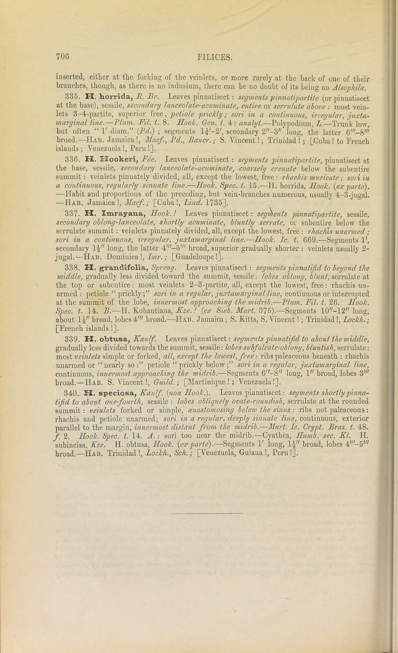 inserted, either at the forking of the veinlets, or more rarely at the back of one of their branches, though, as there is no indusium, there can be no doubt of its being an Alsophila. 335. H. horrida, 11. Br. Leaves pinnatisect: segments piwnatiparliie (or piuuatisect at the base), sessile, secondary lanceolate-acuminate, entire or serrulate above : most vein- lets 3-4-partite, superior free, petiole prickly; sori in a continuous, irregular, juxta- marginal line.—Blum. Ml. 1. 8. Hook. Gen. t. 4 : analyt.—Polypodium, L.—Trunk low, but often “ 1' diarn.” (Pd.) ; segments lF'-2', secondary 2-8 long, the latter 6'-8' broad.—Hat;. Jamaica!, Mac/., Pd., Bauer.; S. Vincent 1; Trinidad !; [Cuba ! to French islands ; Venezuela !, Peru !]. 336. H. Kookeri, Fee. Leaves pinnatisect : segments pinnatipartite, pinnatisect at the base, sessile, secondary lanceolate-acuminate, coarsely crenate below the subentire summit : veinlets pinuately divided, all, except the lowest, free: rhachis muricate; soti in a continuous, regularly sinuate line.—Hook. Spec. t. 15.—H. horrida, Hook, (ex parte). —Habit and proportions of the preceding, but vein-branches numerous, usually 4-3-jugal. —Hab. Jamaica!, Macf.; [Cuba!, Lind. 1735], 337. H. Imrayana, Hook. ! Leaves pinnatisect: segments pinnatipartite, sessile, secondary oblong-lanceolate, shortly acuminate, bluntly serrate, or subentire below the serrulate summit: veinlets pinuately divided, all, except the lowest, free : rhachis unarmed; sori in a continuous, irregular, juxtamarginal line.—Hook. Ic. t. 669.—Segments V, secondary H long, the latter 4,-5' broad, superior gradually shorter : veinlets usually 2- jugal.— Hab. Dominica!, Imr.; [Guadeloupe!]. 338. El. gran difolia, Spreng. Leaves pinnatisect: segments pinnatifid to beyond the middle, gradually less divided toward the summit, sessile: lobes oblong, blunt, serndale at the top or subentire: most veinlets 2-3-partite, all, except the lowest, free: rhachis un- armed : petiole “prickly;” sori in a regular, juxtamarginal line, continuous or interrupted at the summit of the lobe, innermost approaching the midrib.—Plum. Fil. t. 26. Hook. Spec. t. 14. B.—II. Kohautiana, Kze.! (ex Sieb. Mart. 375).—Segments 10-12 long, about I5 broad, lobes4' broad.—-Hab. Jamaica; S. Kitts, S. Vincent!; Trinidad!, Loclch.; [French islands !]. 339. EE. obtusa, Kaulf. Leaves pinnatisect: segments pinnatifid to about the middle, gradually less divided towards the summit, sessile: lobes subfalcate-oblong, bluntish, serrulate: most veinlets simple or forked, all, except the lowest, free: ribs paleaceous beneath : rhachis unarmed or “nearly so petiole “ prickly below;” sori in a regular, juxtamarginal line, continuous, innermost approaching the midrib.—Segments 6''-8 long, 1 broad, lobes 3' broad.—Hab. S. Vincent!, Guild.; [Martinique ! ; Venezuela!]. 340. EE. speciosa, Kaulf. (non Hook.). Leaves pinnatisect: segments shortly pinna- tifid to about one-fourth, sessile : lobes obliquely ovate-roundish, serrulate at the rounded summit: veinlets forked or simple, anastomosing below the sinus: ribs not paleaceous: rhachis and petiole unarmed; sori in a regular, deeply sinuate line, continuous, exterior parallel to the margin, innermost distant from the midrib.—Mart. Ic. Crypt. Bras. t. 48. f. 2. Hook. Spec. t. 14. A.: sori too near the midrib.—Cyathea, Humb. sec. Kl. IL. subiucisa, Kze. II. obtusa. Hook, (exparte).—Segments 1' long, 1J broad, lobes 4'-5' broad.—Hab. Trinidad !, Lockh., Sch.; [Venezuela, Guiaua 1, Peru!].