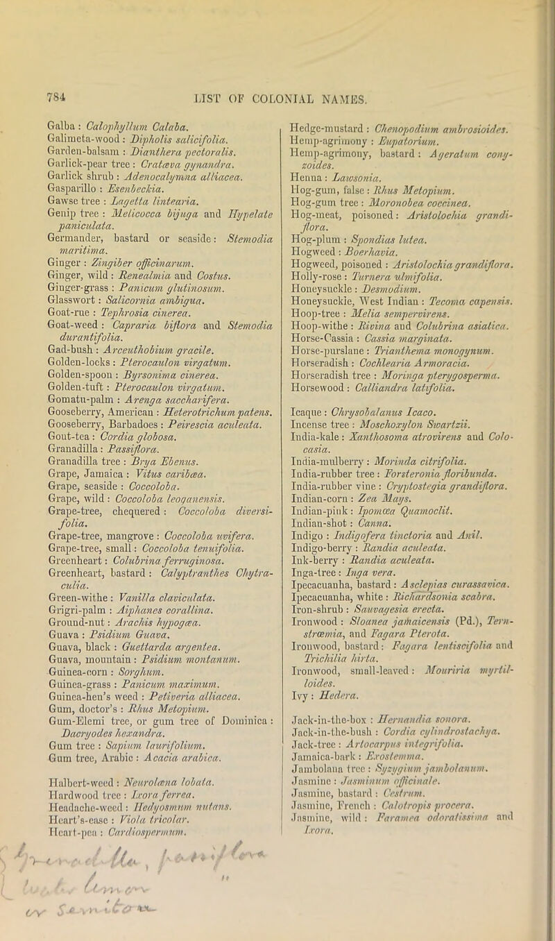 Gnlba: Calophytlum Cataba. Galimeta-wood: Dipholis salicifolia. Garden-balsam : Diantliera pectoralis. Garlick-pear tree : Cratceva gynandra. Garlick shrub : Adenocalymna alliacea. Gasparillo : Esenbcc/cia. Gawse tree : Liggett a linteana. Genip tree : Melicocca bijuga and IJypelate paniculata. Germander, bastard or seaside: Stemodia maritima. Ginger : Zingiber ojjicinarum. Ginger, wild : Renealmia and Cosf.us. Ginger-grass : Panicum glutinosum. Glasswort: Salicornia ambigua. Goat-rue : Tephrosia cinerea. Goat-weed : Capraria biflora and Stemodia durantifolia. Gad-bush: Arceuthobium gracite. Golden-locks: Pterocaulon virgatum. Golden-spoon : Byrsonima cinerea. Golden-tuft: Pterocaulon virgatum. Gomatu-palm : Arenga saccharifera. Gooseberry, American : Heterotrichum patens. Gooseberry, Barbadoes : Peirescia aculeata. Gout-tea: Cordia globosa. Granadilla: Passifiora. Granadilla tree : Brya Bbenus. Grape, Jamaica : Vitus caribcea. Grape, seaside : Coccoloba. Grape, wild : Coccoloba leoqanensis. Grape-tree, chequered : Coccoloba diversi- folia. Grape-tree, mangrove : Coccoloba uvifera. Grape-tree, small: Coccoloba tenuifolia. Greenheart: Colubrina ferruginosa. Greenheart, bastard : Calyptranth.es Chylra- culia. Green-withe: Vanilla clavicidata. Grigri-palm : Aiphanes corallina. Ground-nut: Arachis hypogwa. Guava : Psidium Guava. Guava, black : Guellarda argenlea. Guava, mountain: Psidium montanum. Guinea-corn : Sorghum. Guinea-grass : Panicum maximum. Guinea-hen’s weed : Peliveria alliacea. Gum, doctor’s : Rhus Metopium. Gum-Elcmi tree, or gum tree of Dominica : Dacryodes hexandra. Gum tree : Sapium lawifolium. Gum tree, Arabic : Acacia arabica. Halbert-weed: Neurolama lobala. Hardwood tree: Iscoraferrea. Headache-weed: Iledyosmnm nutans. Ilcart’s-easc: Viola tricolor. Heart-pea: Cardiospermum. h ( A / / Hedge-mustard : Chenopodium ambrosioides. Hemp-agrimony : Eupatorium. Hemp-agrimony, bastard : Ageralum cony- zoides. Henna: Laiosonia. Hog-gum, false : Rhus Metopium. Hog-gum tree : Moronobea coccinea. Hog-meat, poisoned: Arislolochia grandi- jtora. Hog-plum : Spondius lutea. Hogweed: Boerhavia. Hogweed, poisoned : Aristolochiagrandijlora. Holly-rose: Turnera ulmifolia. Honeysuckle: Besmodium. Honeysuckle, West Indian : Tecoma capensis. Hoop-tree : Melia sempervirens. Hoop-withe : Rivina aud Colubrina asiatira. Horse-Cassia: Cassia marginata. Horse-purslane: Trianlhema monogynum. Horseradish: Cochlearia Armoracia. Horseradish tree : Moringa pterygosperma. Horsewood: Calliandra lalifolia. Icaque: Clirysobalanus Icaco. Incense tree : Moschoxylon Swartzii. India-kale: Xanthosoma airovirens and Colo- casia. India-mulberry: Morinda citrifolia. India-rubber tree : Forsteronia floribunda. India-rubber vine : Cryptostegia grandijlora. Indian-corn : Zea Mays. Indian-pink: Ipomcca Quamoclit. Indian-shot: Canna. Indigo : Indigofera tincloria and Anil. Indigo-berry: Randia aculeata. Ink-berry : Randia aculeata. Inga-tree: Inga vera. Ipecacuanha, bastard : Asclepias curassavica. Ipecacuanha, white : RicUardsonia scabra. Iron-shrub : Sauvagesia erecta. Ironwood : Sloanea jaihaicensis (Pd.), Tern- slrcemia, and Fagara Plerola. Irouwood, bastard: Fagara lentiscifolia and Trichilia hirta. Ironwood, small-leaved: Mouriria myrtil- loides. Ivy: Pie dura. Jack-in-the-box : Ilernandia sonora. Jack-in-the-bush : Cordia cglindrostachya. Jack-tree: Artocarpus inlegrifolia. Jamaica-bark: Exoslemma. Jnmbolana tree : Sgzgginm jainbotanum. Jasmine ■■ Jasminum officinale. Jasmine, bastard: Cost rum. Jasmine, French : Ca/otropis procera. Jasmine, wild: Faramea odoratissima and Ixora. (SV