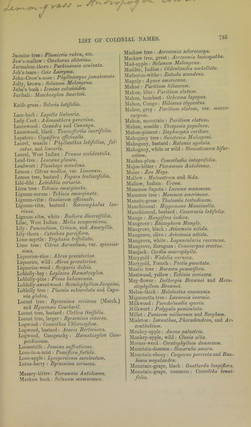 ^ -f (/ snL * v4f < </ LIST OF COLONIAL NAMES. Jasmine ti'ee : Plumieria rubra, etc. Jew’s-mallow: Corchorus olilorius. Jerusalem-thorn: Parkinsonia aculeata. Job’s-tears: Coir Lacryma. John-Crow’s-nose: Phyllocoryne jamaicensis. Jolly, brown: Solatium Melongena. Juba’s bush : I resine celosioides. Juribali: Moschoxylon Swartzii. Kuife-grass: Scleria lalifolia. Lace-bark: Lagella lintearia. Lady-Coot: Aclenanthera pavonina. Lancewood: Oxandra and Cananga. Lancewood, black : Tournefortia laurifolia. Lapatero: Copaifera officinalis. Laurel, seaside : P hyllanthus latfolius, fal- catus, and linearis. Laurel, West Indian : Prunus ocddentalis. Lead-tree : Leucana ylauca. Leadwort: Plumbago scandens. Lemon : Citrus medica, var. Limonum. Lemou tree, bastard : Fagara lentiscifolia. Libi-dibi: Lebidibia coriaria. Licca tree: Tobinia emarginata. Lignum-rorum: Tobinia emarginata. Lignum-vitse: Guaiacum officinale. Lignum-vitse, bastard: Sarcomphalus lau- rinus. Lignum-vitse, white: Badiera diversifolia. Lilac, West Indian : Melia sempervirens. Lily: Pancratium, Crinum, and Amaryllis. Lily-thorn: Catesbcea parviflora. Lime-myrtle: Triphasia trifoliala. Lime tree: Citrus Aurantium, var. spinosis- sima. Liquorice-vine: Abrus precatorius. Liquorice, wild : Abrus precatorius. Liquorice-weed : Scoparia dulcis. Loblolly-bay: Laplacea Hmmatoxylon. Loblolly-pine: Pinus bahamensis. Loblolly-sweet wood: SciadophyllumJacquini. Loblolly tree : Pisonia subcordata aud Cupa- nia glabra. Locust tree: Byrsonitna coriacea (March.) and Hymencca Courbaril. Locust tree, bastard : Clethra linifolia. Locust tree, larger: Byrsonitna cinerea. Logwood : Ceanothus Chloroxylum. Logwood, bastard : Acacia Berteriana. Logwood, Campeachy: Hcematoxylon Cam- pechianum. Loosestrife : Jussicea suffrulicosa. Love-in-a-mist: Passijlora faelida. Love-apple: Lycopersicum esculentum. Lotus-berry : Byrsonitna coriacea. Macary-bittcr: Picramnia Antulesma. Mackaw bush : Solatium tnammostm. Mackaw tree : Acrocomia sclerocarpa. Mackaw tree, great: Acrocomia lasiospatha. Mad-apple: Solatium Melongena. Madder, Indian : Oldenlandia umbellata. Mafootoo-withe: Entada scandens. Maguly: Agave americana. Mahoe: Paritium tiliaceum. Mahoe, blue: Paritium elatum. Mahoe, bombast: Ochroma lagopus. Mahoe, Congo : Hibiscus clypeatus. Mahoe, grey : Paritium elatum, var. macro- carpum. Mahoe, mountain : Paritium elatum. Mahoe, seaside: Thespesiapopulnea. Maboe-pimentBaphnopsis caribcea. Mahogany tree : Swietenia Mahagoni. Mahogany, bastard: Ratonia apetala. Mahogany, white or wild : Slenostomum bifur- catum. Maiden-plum : Comocladia integrifolia. Majoe-bitter : Picramnia Antidesma. Maize : Zea Mays. Mallow : Malvastrum and Sida. Mallow, Indian : Urena. Mainmee-Sapota: Lucuma mammosa. Mammee tree : Mammea atnerieana. Manatu-grass : Thalassia testudinum. Manchioneal: FLippomane Mancinella. Manchioneal, bastard : Cameraria lalifolia. Mango : Mangifera itidica. Mangrove : Rhizopliora Mangle. Mangrove, black : Avicennia nitida. Mangrove, olive : Avicennia nitida. Mangrove, white: Laguncularia racemosa. Mangrove, Zaragoza : Conocarpus erectus. Manjack: Cordia macrophylla. Marygold: Wedelia carnosa. Marygold, French : Pectis punctata. Mastic tree : Bursera gummifera. Mastwood, yellow : Tobinia coriacea. May-flowrer: Dalbergia Brownei and lLeca- stophyllum Brownei. Melon-thick: Melolactus communis. Mignonetta tree: Lawsonia inermis. Milkwood: Pseudo/media spuria. M ilkwort: Poly gala panicu/ata. Millet: Panicum miliaceum aud Sorghum. Misletoe: Loranthus, Phoradendron, aud Ar- ceuthobium. Monkey-apple: Anona pa/ustris. Monkey-apple, wild: Clusia alba. Morass-weed: Ceratop/iyllum demersum. Mountain-damson: Simaruba amara. Mountain-ebony : Caspareaporrecta aud Ban- il, inia megalandra. Mountain-grape, black : Quettarda longiflora. Mountain-grape, common: Coccoloba tenui- | folia.