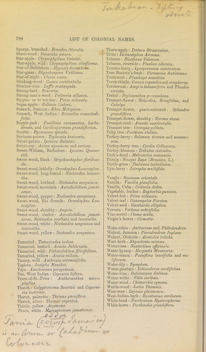 J <Sv / &-VlSr 78S LIST OF COLONIAL NAMES. Spurge, branched: Ernodea litoralis. Stave-wood: Simaruba amara. Star-apple: Chrysophyllum Cainito. Star-apple, wild : Chrysophyllum oliviforme. Star-ot'-Bethlehem : Hypoxis decumbens. Star-grass : Rhynchospora Valiliana. Star-of-night : Clusia rosea. Stinking-wood: Cassia occidentalis. Strainer-vine: Luffa acutanyula. Strong-bark: Beureria. Strong-man’s-weed : Peliveria alliacea. Styptic- or ve'vet-bur : Priva echinata. Sugar-apple: Rollinia Sieberi. Sumach, Jamaica : Rhus Metopium. Sumach, West Indian : Brunellia comocladi- folia. Supple-jack : Paullinia curassavica, barba- densis, and Cardiospermum grandijlorum. Surette : Byrsonma spicata. Surinam-poison: Teplirosia toxicaria. Sweet-potato: Ipomoea Batatas. Sweet-sop : Anona squamosa and sericea. Sweet-William, Barbadoes: Ipomcea Quamo- clit. Sweet-wood, black : Strychnodaphne floribun- da. Sweet-wood,loblolly: OreodaplmeLeucoxylon. Sweet-wood, long-leaved: Nectandra leucan- tlia. Sweet-wood, lowland : Nectandra sanguinea. Sweet-wood, mountain : Acrodiclidium jamai- cense. Sweet-wood, pepper : Nectandra sanguinea. Sweet-wood, Rio Grande : Oreodaplme Leu- coxylon. Sweet-wood, shrubby: Amyris. Sweet-wood, timber: Acrodiclidium jamai- cense, Nectandra exaltata and leucantka. Sweet-wood, white : Nectandra sanguinea and leucantka. Sweet-wood, yellow: Nectandra sanguinea. Tamarind : Tamarindus indica. Tamarind, bastard : Acacia Julibrissin. Tamarind, wild : Pithecolobium filicifolium. Tamarind, yellow: Acacia villosa. Tansey, wild : Ambrosia artemisifolia. Tapioca: Janipha Manihot. Taya: Xanihosoma peregrinum. Tea, West Indian : Capraria biflora. Tears-of-St.-Peter: Antliacanthus micro- pliyllus. Thatch : Calyptronoma Sioartzii and Coperni- cia teclorum. Thatch, palmetto : Thrinaxparviflora. Thatch, silver : Thrinax argentea. Thistle, yellow: Argemone. Thorn, white: M.acrpcnemumjamaicense. d— 0 Ct '+^si£X, f £OL-irjU- Thorn-apple: Batura Stramonium. Tirite: Ischnosiphon Arouma. Tobacco : Nicotiana Tabacum. Tobacco, riverside : Plucliea odorata. Tomato-berry : Lycopersicum esculentum. Tom-Bontrin’s-bush: Picramnia Anlidesma. Toothwort: Plumbago scandens. Torch-thistle: Cereus repandv.s-A.wi. eriophorus. Torchwood : Amyris balsamifera and Tldodia serrata. Trefoil : Stylosanthes procumbens. Trumpet-flower: Solandra, Brunfelsia, and Catalpa. Trumpet-flower, peach-coloured: Solandra grandiflora. Trumpet-flower, shrubby : Tecoma stans. Trumpet-reed: Arundo occidentalis. Trumpet tree: Cecropia peltata. Tulip tree :Paritium elatum. Turkey-berry : Solanum torvum aud mammo- sum. Turkey-berry tree : Cordia Collococca. Turkey-blossom : Tribulus cistoides. Turk’s-head : Melocactus communis. Turnip : Sinapis Rapa (Brassica, L.). Turtle-grass: Thalassia testudinum. Tyle-berrv : Jatropha multifida. Vanglo : Sesamum orientate. Vanilla: Vanillaplanifolia. Vanilla, Cuba : Critonia dalea. Vegetable, leather: Euphorbiapunicea. Velvet-bur : Priva ecliinata. Velvet-leaf: Cissampelos Pareira. Velvet-seed : Guettarda elliptica. Vervain: Verbena urticifolia. Vine-sorrel: Cissus acida. Virgin’s bower: Clematis. Wake-robin : Anthurium and Philodendron. Walnut, Jamaica : Picrodendron Juglans. Walnut, Otaheite : Aleurites triloba. Wart-herb : Rhynchosia minima. Watercress : Nasturtium officinale. Water-hyssop : Herpestis Monnierid. Water-lemon : Passiflora laurifolia and tna- liformis. Water-lily : Nymphcea. Water-plantain : Echinodonis cordifolius. Water-vine: Boliocarpus Galinea. Water-withe : Vilis caribcea. Water-wood : Chimarrhis cymosa. Wattle-wood : Lcctia Thamnia. Waw-waw: Rajania pleioneura. West-lndian-bark : Exostemma caribaum. White-head : Parthenium Hysterophorus. White-horse : Portlandia grandiflora. / aor 0 vA vr r Ltj