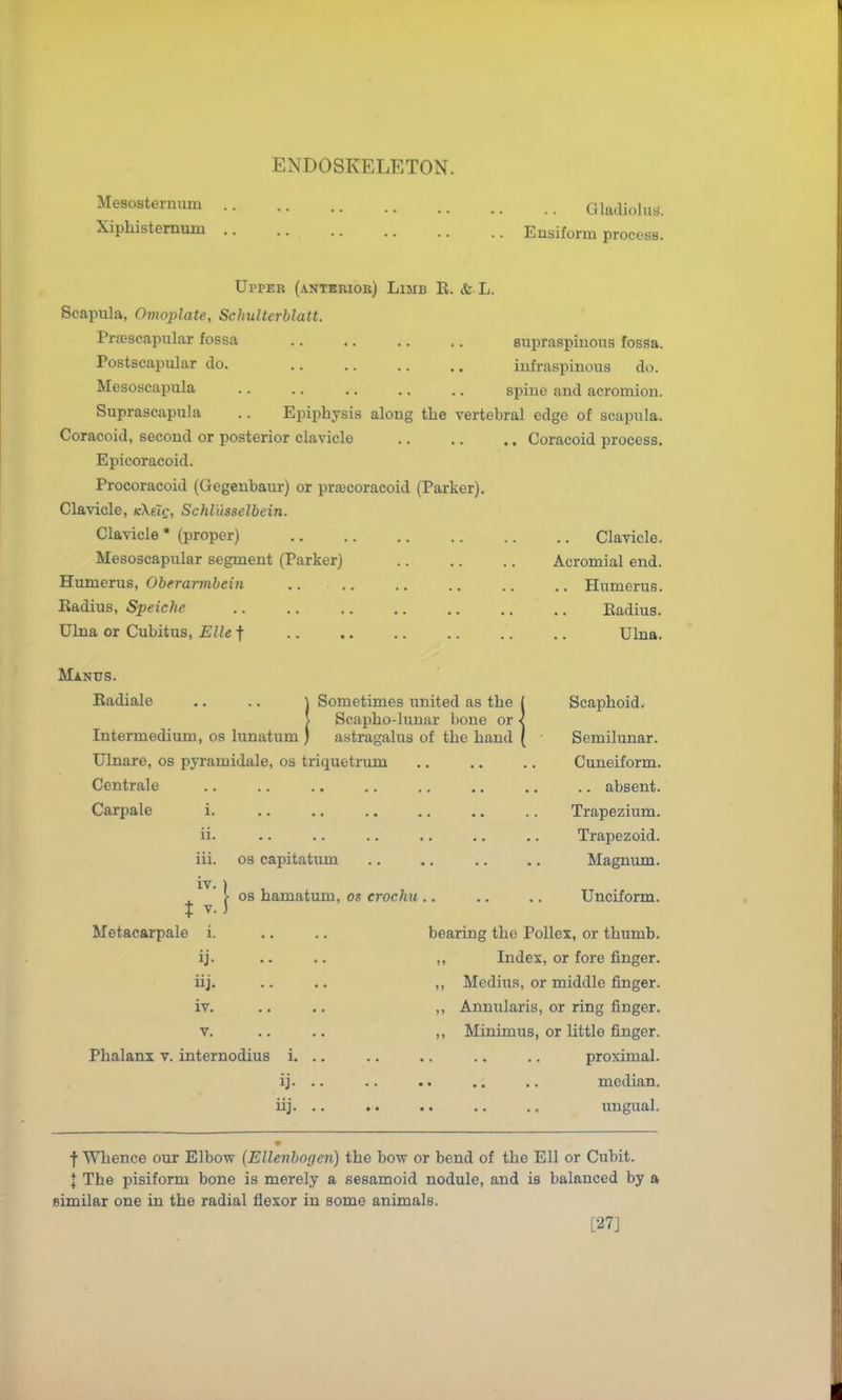 ENDOSKELETON. Mesosternum Xiphisternum Gladiolus. Ensiform process. Uppeb (antbrioe) Limb E. & L. Scapula, Omoplate, Schulterblatt. Prasscapnlar fossa supraspmous fossa. Tostscapular do. iufraspinous do. Mesoscaixila .. .. .. .. .. spiuc and acromion. Suprascapula .. Epiphysis along the vertebral edge of scapula. Coracoid, second or posterior clavicle Coracoid process. Epicoracoid. Procoracoid (Gegenbaur) or pra;coracoid (Parker). Clavicle, K\eig, Schlusselbein. Clavicle* (proper) Clavicle. Mesoscapular segment (Parker) Acromial end. 'Rumerns, Oberarmbeiti .. .. .. .. .. ., Humerus. Radius, Speichc Eadius. Ulna or Cubitus, Elle f Ulna. Manus. Eadiale .. .. \ Sometimes united as the > Scapho-luuar bone or • Intermedium, os lunatum ) astragalus of the hand Ulnare, os pyramidale, os triquetrum Centrale Carpale 1. ii. iii. iv. t V. Metacarpale i. ij. iij. iv. V. Phalanx v. internodius i ij- iij, OS capitatum OS hamatum, os erochu Scaphoid. Semilunar. Cuneiform. .. absent. Trapezium. Trapezoid. Magnum. Unciform. bearing the PoUex, or thumb. ,, Index, or fore finger. ,, Medina, or middle finger. ,, Annularis, or ring finger. ,, Minimus, or little finger. proximal, median, ungual. f Whence our Elbow [Ellenbogen) the bow or bend of the Ell or Cubit. X The pisiform bone is merely a sesamoid nodule, and is balanced by a similar one in the radial flexor in some animals. [27]