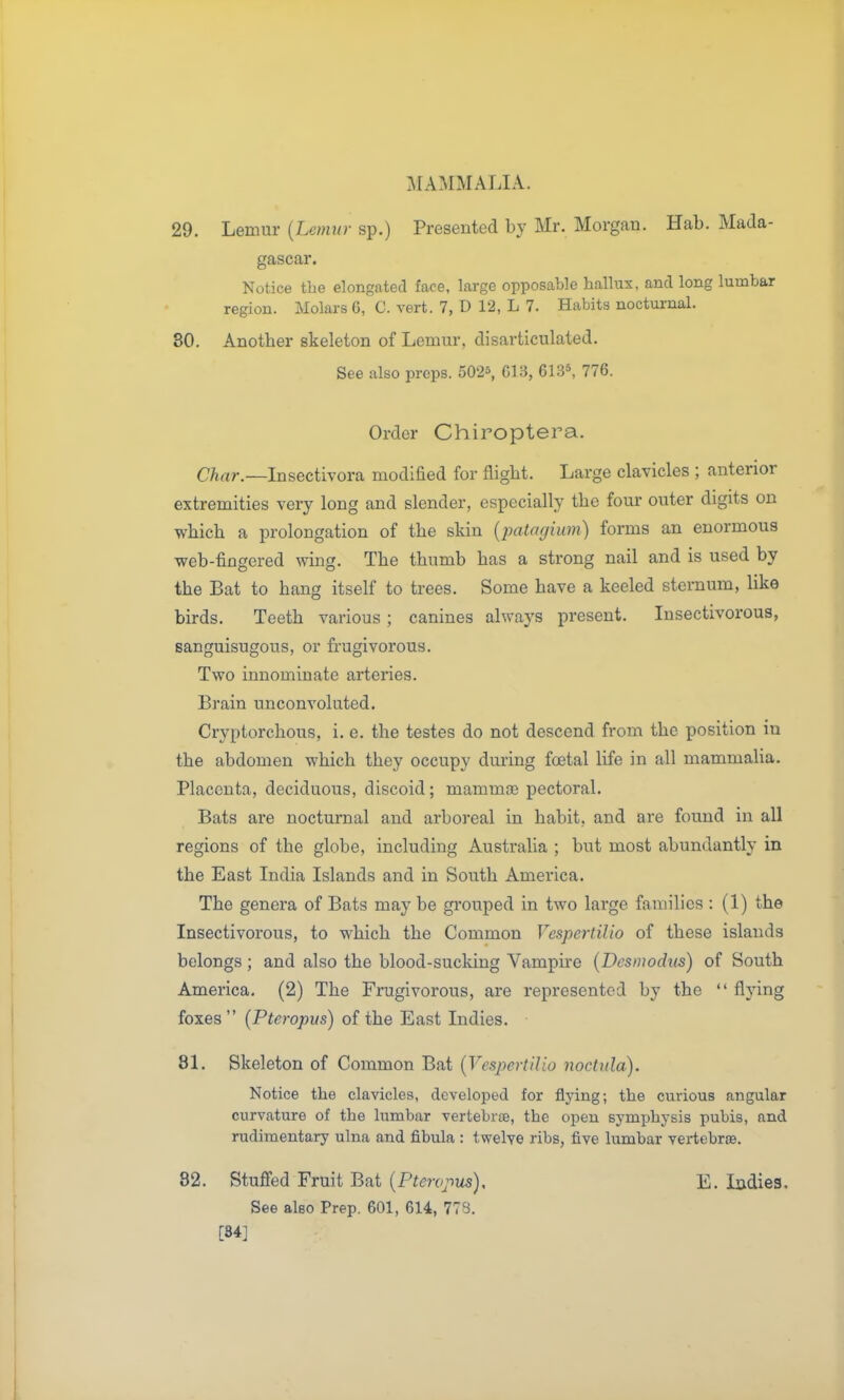 29. Lemur {Lemur sp.) Presented by Mr. Morgan. Hab. Mada- gascar. Notice the elongated face, large opposable hallux, and long lumbar region. Molars 6, C. vert. 7, D 12, L 7. Habits noctui-nal. 80. Another skeleton of Lemur, disarticulated. See also preps. 5025, C13, 6135, 776. Order Chiroptera. Cj^rtr.—Insectivora modified for flight. Large clavicles ; anterior extremities very long and slender, especially the four outer digits on which a prolongation of the skin {patagium) forms an enormous web-fingered wing. The thumb has a strong nail and is used by the Bat to hang itself to trees. Some have a keeled sternum, like birds. Teeth various; canines always present. Insectivorous, sanguisugous, or frugivorous. Two innominate arteries. Brain unconvoluted. Cryptorchous, i. e. the testes do not descend from the position iu the abdomen which they occupy during foetal life in all mammalia. Placenta, deciduous, discoid; mammae pectoral. Bats are nocturnal and arboreal in habit, and are found in all regions of the globe, including Australia ; but most abundantly in the East India Islands and in South America. The genera of Bats may be grouped in two large families : (1) the Insectivorous, to which the Common Vespertilio of these islands belongs; and also the blood-sucking Vampire (Desnwdiis) of South America, (2) The Frugivorous, are represented by the  flying foxes (Pteropvs) of the East Indies. 8L Skeleton of Common Bat {VesjyertiUo nochila). Notice the clavicles, developed for flying; the curious angular curvature of the lumbar vertebrae, the open symphysis pubis, and rudimentary ulna and fibula : twelve ribs, five lumbar vertebrae. 82. Stuffed Fruit Bat {Ptervpus), See also Prep. 601, 6U, 778. [84] E. Indies.