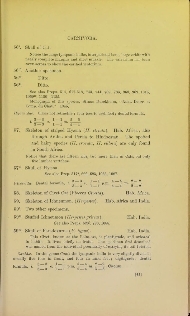 Skull of Cat. Notice tbc large tympanic bulla', interparietal bone, largo orbits w ith nearly complete margins and short muzzle. The calvariinn has been sawn across to show the ossified tentorium. 5G'°. Another specimen. 56'\ Ditto. 5G^ Ditto. See also Preps. 514, 617-()1S, 743, 744, 782, 788, 968, 96i), 1015, lOeyo, 1130—1135. Monograph of this species, Straus Durckheim, Anat. Descr. et Comp. du Chat. 1845. Hyai nidae. Claws not retractile ; four toes to each foot; dental formula, . 3 — 3 1 — 1 5 — 5 1. c. m. . 3 — 3 1 — 1 4 — 4 57. Skeleton of striped Hyjena {H. striata). Hab. Africa; also through Arabia and Persia to Hindoostan. The spotted and hairy species {H. crucuta, H. cUlosa) are only found in South Africa. Notice that there are fifteen ribs, two more than in Cats, but only five lumbar vertebrfe. 57*. Skull of Hyfena. See also Prep. 517*, 622, 623, 1086, 1087. T^^if 1 -3 — 3 1 — 1 4 — 4 2-2 Virerridce. Dental formula, i. „ c. , p.m. . m. „ 3 — 3 1 — 1 4 — 4 2 — 2 58. Skeleton of Civet Cat {Viverra. C'ivetta). Hab. Africa. 59. Skeleton of Ichneumon. [Herpestes). Hab. Africa and India. 59\ Two other specimens. 59'. Stufled Ichneumon (Herpestes griseus). Hab. India. See also Preps. 6235, 793, 1088. 59*^. Skull of Paradoxurus (P. typm). Hab. India. This Civet, known as the Palm-cat, is plantigi-ade, and arboreal in habits. It lives chiefly on fruits. The specimen first described was named from the individual peculiarity of carrying its tail twisted, Canidce. In the genus Canis the tympanic bulla is very slightly divided; usually five toes in front, and four in hind feet; digitigi-ade; dental , . 3 — 3 1 — 1 4 — 4 2—2 ^ formula, i. c. p.m. ni. ——; Cfficum. 3_3 i_i ^ 4 — 4 3 — 3 [41]