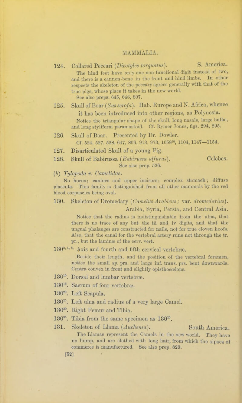 124. Collared Peccari (Dicohjles torquatm). S. America. The bind feet liave only one nou-functioual dif!it instead of two, and there is a cannon-bone in tbe front and bind limbs. In otber respects tbe skeleton of tbe peccary agrees generally witb tbat of tbe true pigs, wbose place it takes in tbe new world. See also preps. 645, 646, 807. 125. Skull of Boar {Siis scroja). Hab. Europe and N. Africa, whence it has been introduced into other regions, as Polynesia. Notice tbe triangular shape of tbe skull, long nasals, large bulla;, and long styliform paramastoid. Cf. EjTuer Jones, figs. 294, 295. 126. Skull of Boar. Presented by Dr. Dowler. Cf. 524, 527, 528, 647, 806, 913, 973, 1058', 1104,1147—1154. 127. Disarticulated Skull of a young Pig. 128. Skull of Babirussa {Babirmsa alfunis). Celebes. See also prep. 526. (b) Tylopoda v. Camelidae. No horns; canines and upper incisors; complex stomach; diffuse placenta. This family is distinguished from all otber mammals by the red blood corpuscles being oval. 130. Skeleton of Dromedary [Camclus Arahicus; var. drovicdariua). Arabia, SjTia, Persia, and Central Asia. Notice that the radius is indistinguishable fi-om tbe ulna, that there is no trace of any but the iii and iv digits, and tbat the ungual phalanges are constructed for nails, not for true cloven hoofs. Also, tbat the canal for the vertebral artery runs not through tbe tr. pr., but tbe laminaj of tbe cerv. vert. 4,5. ^^jg g^^^ fourth and fifth cervical vertebrae. Beside their length, and tbe position of tbe vertebral foramen, notice tbe small sp. prs. and large inf. trans, prs. bent downwards. Centra convex in front and slightly opistboca3lous. 130'°. Dorsal and lumbar vertebras. 130'*. Sacrum of four vertebraa. 130^. Left Scapula. 130^ Left ulna and radius of a very large Camel. 130^°. Eight Femur and Tibia. 130^\ Tibia from the same specimen as 130*. 131. Skeleton of Llama [Auchenia). South America. Tbe Llamas represent tbe Camels in the new world. They have no bump, and are clothed with long hair, from which the alpaca of commerce is manufactured. See also prep. 829. [52]