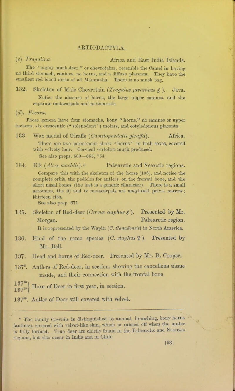 ((•) TrayuUna. Africa and East India Islands. The  pigmy musk-deer, or chevrotaius, resemble tlie Camel in haviug no third stomach, canines, no horns, and a diffuse placenta. They have the smallest red blood disks of all Mammalia. There is no musk bag. 132. Skeleton of Male Chevrotain [Tragulus javanicus $ ). Java. Notice the absence of horns, the large upper canines, and the separate metacarpals and metatai'sals. {(}). Pecora. These genera have four stomachs, bony  horns, no canines or upper incisors, six crescentic ( solenodout ) molars, and cotyledonous placenta. 133. Wax model of Giraffe [CamelopardaUs giraffa). Africa. There ai'e two permanent short horns in both sexes, covered with velvety haii*. Cervical vertebrae much produced. See alsQ preps. 660—665, 7u4. 134. Elk [Alces inaclilis).'^' Pala^arctic and Nearctic regions. Compare this with the skeleton of the horse (106), and notice the complete orbit, the iiedielcs for antlers on the frontal bone, and the short nasal bones (the last is a generic character). There is a small acromion, the iij and iv metacai-pals are ancylosed, pelvis narrow; thirteen ribs. See also prep. 671. 135. Skeleton of Red-deer (C'env/s e/rtp^<<s ^). Presented by Mr. Morgan. Patearctic region. It is represented by the Wapiti (C. Canadensis) in North America. 13G. Hind of the same species (C elaplms ? ). Presented by Mr. Bell. 137. Head and horns of Red-deer. Presented by Mr. B. Cooper. 137^ Antlers of Red-deer, in section, showing the cancellous tissue inside, and their connection with the frontal bone. ^glijj Horn of Deer in first year, m section. 137*^. Antler of Deer still covered with velvet. * The family Cervidce is distinguished by annual, branching, bony horns (antlers), covered with velvet-like skin, which is rubbed off when the antler is fully formed. True deer are chiefly found in the Palajurctic and Nearctic regions, but also occiu in India and in Chili. L53]