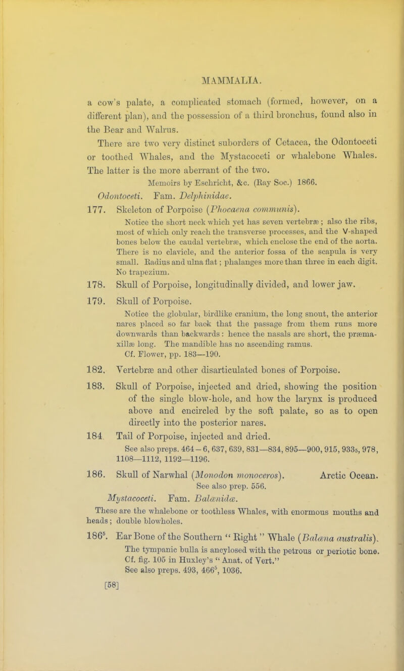 a cow's palate, a coniijlicated stomach (formed, however, on a different plan), and the possession of a third bronchus, found also in the Bear and Walrus. There are two very distinct suborders of Cetacea, the Odontoceti or toothed Whales, and the Mjstacoceti or w^halebone Whales. The latter is the more aberrant of the two. Memoirs by Escbricht, &c. (Eay Soc.) 1866. Odontoceti. Fam. Delj)hinidae. 177. Skeleton of Porpoise (Phocaena communis). Notice tbe sbort neck wbicb yet bas seven vertebra;; also tbe ribs, most of which only reacb tbe transverse processes, and tbe V-sbaped bones below tbe caudal vertebras, which enclose tbe end of the aorta. There is no clavicle, and tbe anterior fossa of tbe scapula is very small. Radius and ulna fiat; phalanges more than three in each digit. No trapeziiim. 178. Skull of Porpoise, longitudinally divided, and lower jaw. 179. Skull of Poi-poise. Notice tbe globular, bhdlike cranium, the long snout, the anterior nares placed so far back that tbe passage from tbem runs more downwards than backwards: hence tbe nasals are sbort, the prtema- xillffi long. Tbe mandible bas no ascending ramus. Cf. Flower, pp. 183—190. 182. Vertebrae and other disarticulated bones of Porpoise. 183. Skull of Porpoise, injected and dried, showing the position of the single blow-hole, and how the larynx is produced above and encircled by the soft palate, so as to open directly into the posterior nares. 184. Tail of Porpoise, injected and dried. See also preps. 464 - 6, 637, 639, 831—834,895—900, 915, 9335, 978, 1108—1112, 1192—1196. 186. Skull of Narwhal (Monodon monoceros). Arctic Ocean. See also prep. 556. Myatacoceti. Fam. Bahrnidcc. These are the whalebone or toothless Whales, with enormous mouths and heads; double blowholes. 186\ Ear Bone of the Southern  Right  Whale {Bahena australis). The tympanic buUa is ancylosed with the petrous or periotic bone. Cf. fig. 105 in Huxley's  Anat. of Yert. See also preps. 493, 466^ 1036. [68]