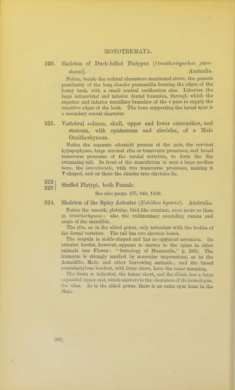 220, Skeleton of Duck-billed Platypus {Ornithorhymhm para- doxus). Australia. Notice, beside the ordinal characters mentioned above, the generic peculiarity of the long slender prasmaxilla forming the edges of the homy beak, with a small central ossification also. Likewise the large infraorbital and inferior dental foramina, through which the superior and inferior maxillary branches of the v pass to supply the sensitive edges of the beak. The bone supporting the tarsal spur is a secondary sexual character. Vertebral column, skull, upper and lower extremities, and sternum, with episternum and clavicles, of a Male Ornithorhyncus. Notice the separate odontoid process of the axis, the cer\-ical hypapophyses, large cervical ribs or transverse processes, and broad transverse processes of the caudal vertebrte, to form the flat swimming tail. In front of the manubrium is seen a large median bone, the interclaviclc, with two transverse processes, making it T-shaped, and on these the slender true clavicles lie. Stuffed Platypi, both Female. See also preps. 475, 840, 1199. 224. Skeleton of the Spiny Anteater {Echidna hystriv). Australia. Notice the smooth, globular, bird-like cranium, even more so than in Ornithorhyncus; also the rudimentaiy ascending ramus and angle of the mandible. The ribs, as in the allied genus, only articulate with the bodies of the dorsal vertebros. The tail has two chevron bones. The scapula is sickle-shaped and has no apparent acromion. Its anterior border, however, appears to answer to the spine in other animals (see Flower:  Osteology of Mammaha, p. 236). The humerus is strongly marked by muscular impressions, as in the Ai-madillo, Mole, and other burrowing animals; and the broad pcntadactylous forefeet, with large claws, have the same meaning. The ilium is trihcdi-al, the femur short, and the fibula has a large expanded upper end, which answers to the olecranon of its homologuo, the ulna. As iu the alhed genus, there is an extra spur- bone in the Male.