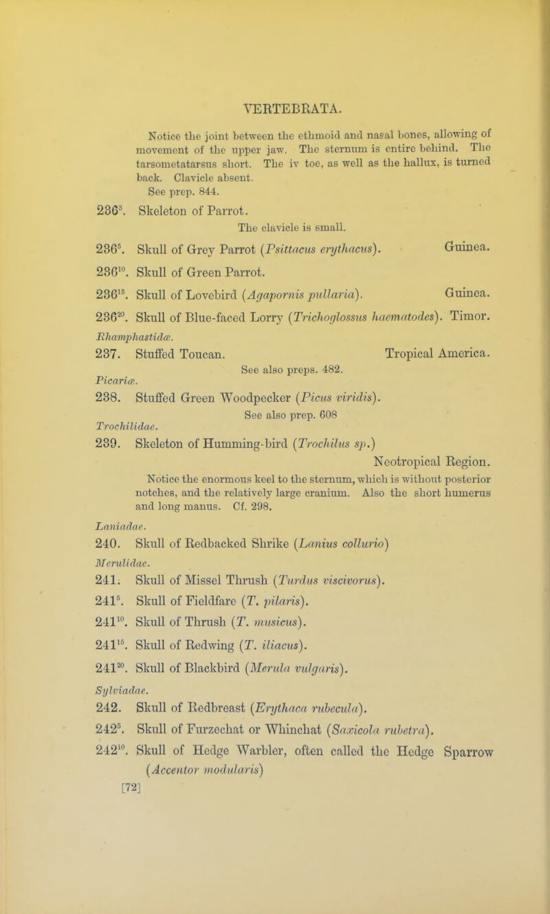 Notice the joint between the ethmoid and nasal bones, allowing of movement of the upper jaw. The sterniim is entire behind. The tarsometatarsus short. The iv toe, as well as the hallux, is turned back. Clavicle absent. See prop. 844. 23G\ Skeleton of Parrot. The clavicle is small. 236^ Skull of Grey Parrot {Psittacus erythacus). Guinea. 236'°. Skull of Green Parrot. 236'^ o{liO\eh\rdi {Agapornis pidlaria). Guinea. 236^. Skull of Blue-faced Lorry {Trichoglossns haematodes). Timor. Rhamphastida. 237. Stufifed Toucan. Tropical America. See also preps. 482. PicaricE. 238. Stuffed Green Woodpecker {Picus viridis). See also prep. 608 TrocMlidae. 239. Skeleton of Humming-bird [Trochilus sp.) Neotropical Region. Notice the enormous keel to the sternum, which is without posterior notches, and the relatively large cranium. Also the short humerus and long manus. Cf. 298. Laniadae. 240. Skull of Redbacked Shrike {Lanius coUurio) MeruUdae. 241; Skull of Missel Thrush (Tardus viscivorus). 241^ Skull of Fieldfare (T. pilaris). 241'. Skull of Thrush [T. ^nusicm). 241'*. Skull of Redwing (T. iliacus). Skull of Blackbird {3Ieridn vulgaris). Sylviadae. 242. Skull of Redbreast {Enjthaca rubecula). 242^ Skull of Furzechat or Whinchat {Saxicola ruhetra). 242'. Skull of Hedge Warbler, often called the Hedge Sparrow (Accentor niodularis) [72]