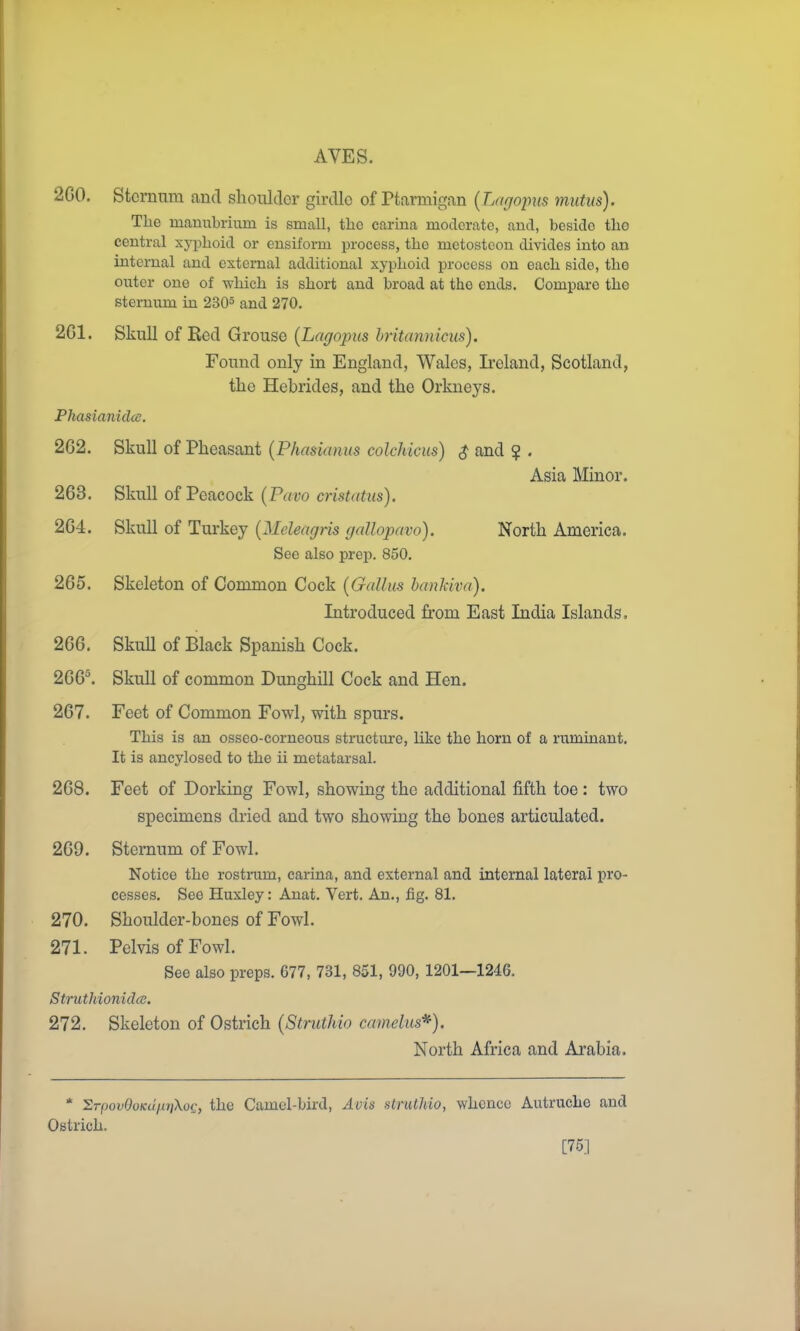 2G0. Stcrnura and shoulder girdle of Ptarmigan {Lagoims mutus). The mamibrium is small, the carina moderate, and, beside the central xyishoid or ensiform process, the metostcon divides into an internal and estemal additional xyphoid process on each side, the outer one of -which is short and broad at the ends. Compare the sternum in 2305 270. 2G1. Skull of Red Grouse {Lagopus hritannicus). Found only in England, Wales, Ireland, Scotland, the Hebrides, and the Ox'kneys. Phasianidcc. 2G2. Skull of Pheasant {Phasianus colchicus) $ and ? . Asia Minor. 263. Skull of Peacock (Pavo cristatus). 264. Skull of Turkey {Meleagris gallopavo). North America- See also prep. 850. 265. Skeleton of Common Cock {Gallus hankiva). Introduced from East India Islands. 266. Skull of Black Spanish Cock. 266^ Skull of common Dunghill Cock and Hen. 267. Feet of Common Fowl, with spurs. This is an osseo-corneous structure, like the horn of a ruminant. It is ancylosed to the ii metatarsal. 268. Feet of Dorking Fowl, showing the additional fifth toe : two specimens dried and two showing the bones articulated. 269. Sternum of Fowl. Notice the rostram, carina, and external and internal lateral pro- cesses. See Huxley: Auat. Vert. An., fig. 81. 270. Shoulder-bones of Fowl. 271. Pelvis of Fowl. See also preps. 677, 731, 851, 990, 1201—1246. Stmtldonidce. 272. Skeleton of Ostrich (Struthio camelus*). North Africa and Arabia. * IlrpovOoKuiiriXoe, the Camel-bird, Avis struthio, whence Autruche and Ostrich. [75]