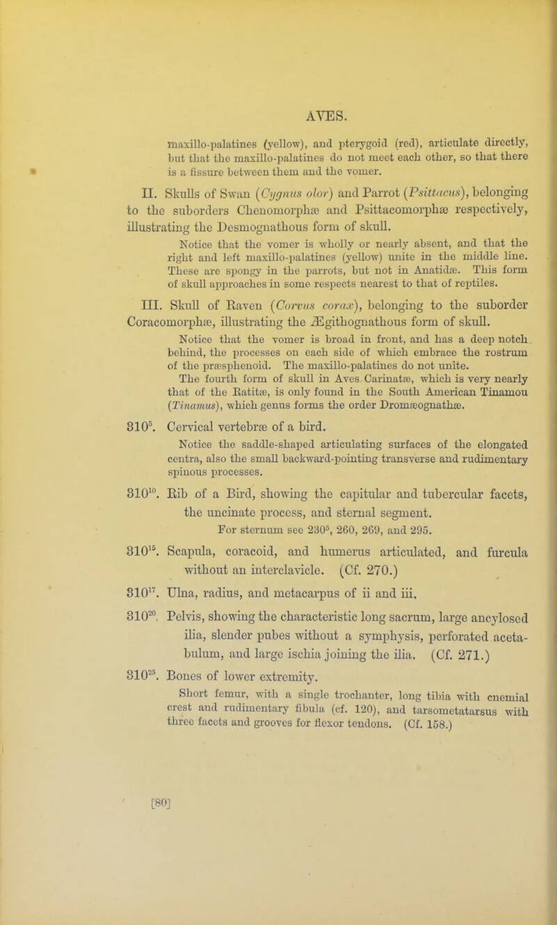 maxillo-palatincs (yellow), and pterygoid (red), articulate directly, but that the maxillo-palatincs do uot meet each other, so that there is a fissure between them aud the vomer. II, Skulls of Swan {Cygnus olor) aud Parrot (PsiWicus), belonging to the suborders Clienomorpha3 and Psittacomorpbce respectively, illustrating the Desmognathous form of skull. Notice that the vomer is wholly or nearly absent, and that the right and left maxillo-palatiues (yellow) unite in the middle line. These are spongy in the parrots, but not in Anatidai. This form of skull approaches in some resj^ects nearest to that of reptiles. III. Skull of Raven (Corvus cora.v), belonging to the suborder Coracomorphae, illustrating the JEgithognathous form of skull. Notice that the vomer is broad in front, and has a deep notch behind, the processes on each side of which embrace the rostrum of the prffisphenoid. The maxillo-palatines do not unite. The fourth form of skull in Aves Carinatie, which is vei-y nearly that of the Batitaj, is only found in the South American Tinamou (Tiiiamus), which genus forms the order Droma30gnatha3. 310^ Cervical vertebrae of a bird. Notice the saddle-shaped articulating surfaces of the elongated centra, also the small backward-pointing transverse and rudimeutaiy spinous processes. 310'. Rib of a Bird, showing the capitular and tubercular facets, the uncinate process, and sternal segment. For sternum see 230*, 260, 269, aud 295. 310'^ Scapula, coracoid, and humerus articulated, and furcula without an interclavicle. (Cf. 270.) 810'''. Ulna, radius, and metacarpus of ii and iii, 310-°, Pelvis, showing the characteristic long sacrum, large ancylosed iUa, slender pubes without a symphysis, perforated aceta- bulum, and large ischia joining the ilia. (Cf. 271.) 310-\ Bones of lower extremity. Short femur, with a single trochanter, long tibia with cnemial crest and rudimentary fibula (cf. 120), and tarsometatarsus with three facets and grooves for flexor tendons. (Cf. 158.) [80]