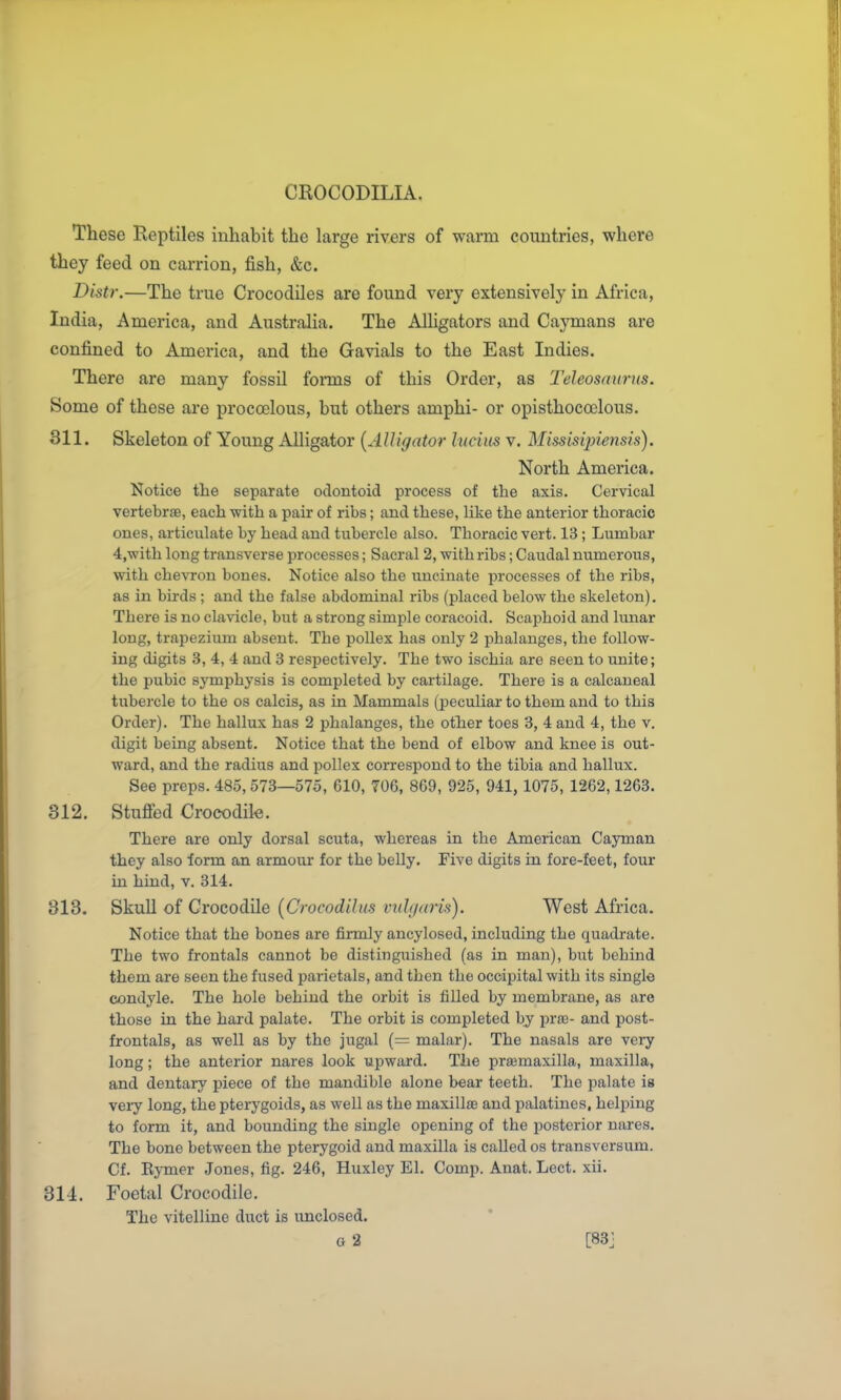 CROCODILIA. These Reptiles inhabit the large rivers of warm countries, where they feed on carrion, fish, &c. Distr.—The true Crocodiles are found very extensively in Africa, India, America, and Australia. The AlHgators and Caymans are confined to America, and the Gavials to the East Indies. There are many fossil forms of this Order, as Teleosaunis. Some of these are proccelous, but others amphi- or opisthocoelous. 311. Skeleton of Young Alligator {Alligator Ivciiis v. Missisqyiensis). North America. Notice the separate odontoid process of the axis. Cervical vertebrae, each with a pair of ribs; and these, like the anterior thoracic ones, articulate by head and tubercle also. Thoracic vert. 13; Lumbar 4,-with long transverse processes; Sacral 2, with ribs; Caudal numerous, with chevron bones. Notice also the uncinate processes of the ribs, as in birds ; and the false abdominal ribs (placed below the skeleton). There is no clavicle, but a strong simple coracoid. Scaphoid and huiar long, trapezium absent. The poUex has only 2 phalanges, the follow- ing digits 3, 4, 4 and 3 respectively. The two ischia are seen to unite; the pubic symphysis is completed by cartilage. There is a calcaneal tubercle to the os calcis, as in Mammals (jjeculiar to them and to this Order). The hallux has 2 phalanges, the other toes 3, 4 and 4, the v. digit being absent. Notice that the bend of elbow and knee is out- ward, and the radius and pollex correspond to the tibia and hallux. See preps. 485, 573—575, 610, 706, 869, 925, 941, 1075, 1262,1263. 812. Stufied Crocodile. There are only dorsal scuta, whereas in the American Cayman they also form an armour for the belly. Five digits hi fore-feet, four in hind, v. 314. 313. Skull of Crocodile [Crocodilus vulgaris). West Africa. Notice that the bones are firmly ancylosed, including the quadrate. The two frontals cannot be distinguished (as in man), but behind them are seen the fused parietals, and then the occipital with its single condyle. The hole behind the orbit is filled by membrane, as are those in the hai'd palate. The orbit is completed by pras- and post- frontals, as well as by the jugal (= malar). The nasals are very long; the anterior nares look upward. The prajmaxilla, maxilla, and dentary piece of the mandible alone bear teeth. The palate is very long, the pterygoids, as well as the maxillae and palatines, helping to form it, and bounding the single opening of the posterior nares. The bone between the pterygoid and maxilla is called os transversum. Cf. Eymer Jones, fig. 246, Huxley El. Comp. Anat. Lect. xii. 314. Foetal Crocodile. The vitelline duct is unclosed. G 2 [83]
