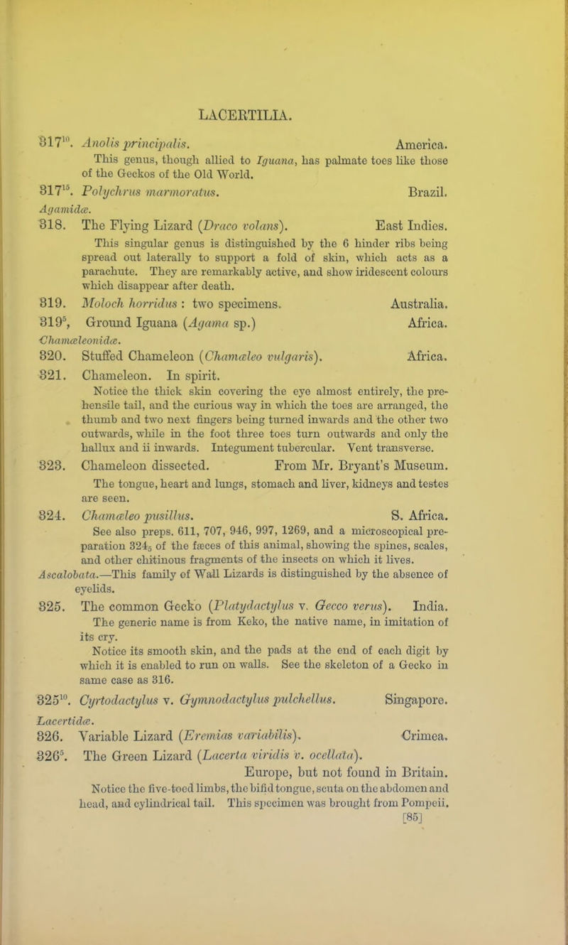 LACERTILLV. 817\ AnoJis 2^rincipalis, America. This geuus, though allied to Iguana, has palmate toes like those of the Geckos of the Old World. 817^^ Polychnis marmoratus, Brazil. Aiinmida. 318. The Flying Lizard {Draco volans). East Indies. This singular genus is distinguished by the 6 hinder ribs being spread out laterally to support a fold of skin, which acts as a parachute. They are remarkably active, and show iridescent colours which disappear after death. 819. Moloch horridus : two specimens. Australia. 319% Ground Iguana {Agama sp.) Africa. ChamcBleonidcc. 820. Stulfed Chameleon {Chavmleo vulgaris). Africa. 321. Chameleon. In spirit. Notice the thick skin covering the eye almost entirely, the pre- hensile tail, and the curious way in which the toes are arranged, the thumb and two next fingers being turned inwards and the other two outwards, while in the foot three toes turn outwards and only the hallux and ii inwards. Integ;iment tubercular. Vent transverse. 323. Chameleon dissected. From Mr. Bryant's Museum. The tongue, heart and lungs, stomach and liver, kidneys and testes are seen. 324. Chatnaleo pmillus. S. Africa. See also preps. 611, 707, 946, 997, 1269, and a microscopical pre- paration 3245 of the fteces of this animal, showing the spines, scales, and other chitinous fragments of the insects on which it lives. Ascalohata.—This family of Wall Lizards is distinguished by the absence of eyelids. 825. The common Gecko {Platydactylus v. Oecco venis). India. The generic name is from Keko, the native name, in imitation of its cry. Notice its smooth skin, and the pads at the end of each digit by which it is enabled to run on walls. See the skeleton of a Gecko in same case as 316. 325'°. Cyrtodactylm v. Gymnodactylus pulchellus. Singapore. Lacertida;. 326. Variable Lizard {Eremias variabilis). Crimea. 32G-'. The Green Lizard [Lacerta viridis v. oceUata). Europe, but not found in Britain. Notice the five-toed limbs, the bifid tongue, scuta on the abdomen and head, and cylindrical tail. This specimen was brought from Pompeii. [85J