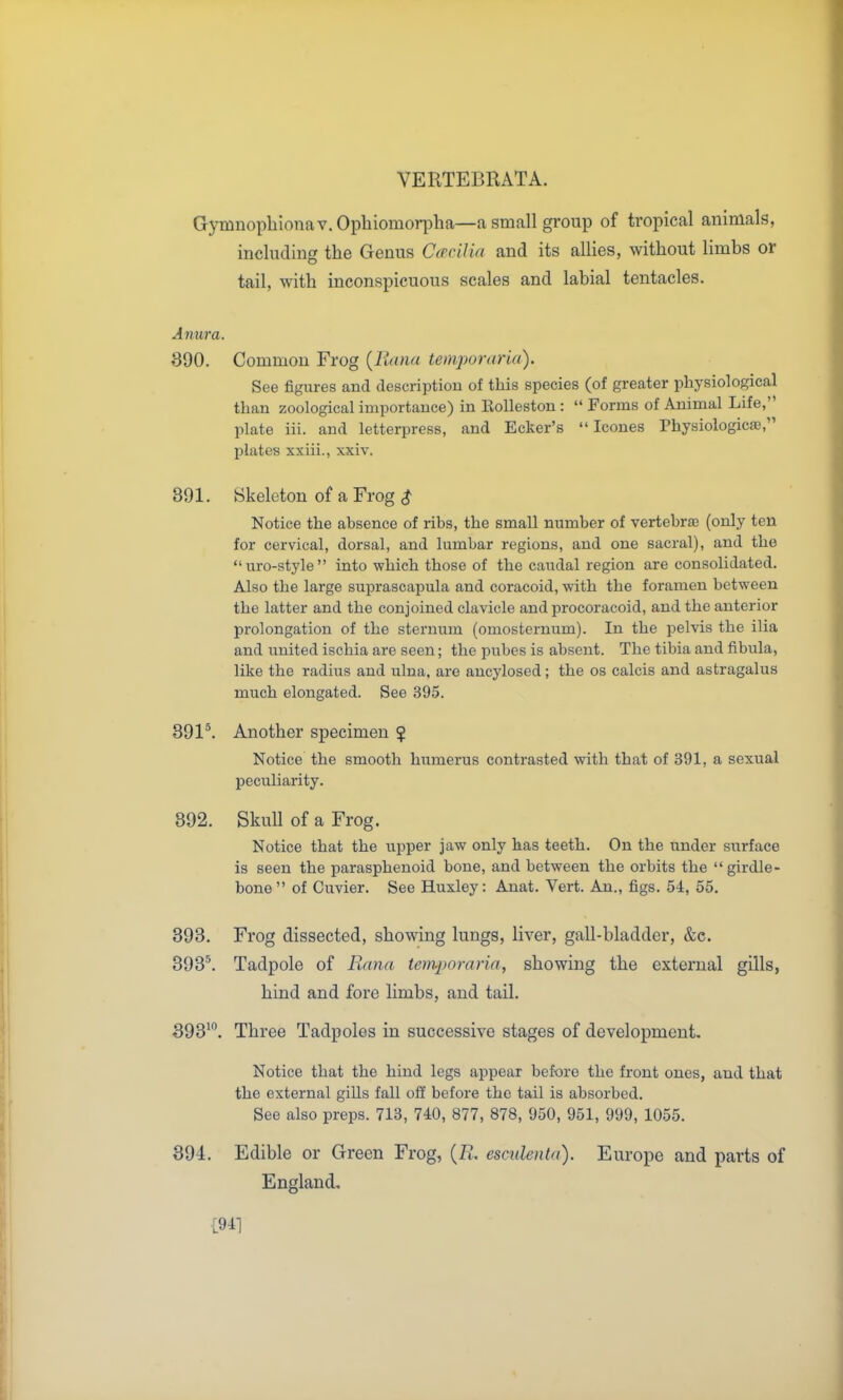 VERTEBRATA. Gymnopliionav.Ophiomor|Dha—a small group of ti'opical animals, including the Genus Cacilia and its allies, without limbs or tail, with inconspicuous scales and labial tentacles. Anura. 890. Common Frog {liana temporaria). See figures and description of this species (of greater physiological than zoological importance) in Eolleston:  Forms of Animal Life, plate iii. and letterpress, and Ecker's  Icones Physiologicaj, plates xxiii., xxiv. 391. Skeleton of a Frog ^ Notice the absence of ribs, the small number of vertebra) (only ten for cervical, dorsal, and lumbar regions, and one sacral), and the uro-style into which those of the caudal region are consolidated. Also the large suprascapula and coracoid, with the foramen between the latter and the conjoined clavicle and procoracoid, and the anterior prolongation of the sternum (omosternum). In the pelvis the ilia and united ischia are seen; the pubes is absent. The tibia and fibula, like the radius and ulna, are aucylosed; the os calcis and astragalus much elongated. See 395. 891^. Another specimen $ Notice the smooth humerus contrasted with that of 391, a sexual peculiarity. 392. Skull of a Frog. Notice that the upper jaw only has teeth. On the under surface is seen the parasphenoid bone, and between the orbits the  girdle- bone  of Cuvier. See Huxley: Anat. Vert. An., figs. 54, 55. 893. Frog dissected, showing lungs, liver, gall-bladder, &c. 393^ Tadpole of Puma temporaria, showing the external gills, hind and fore limbs, and tail. 393'. Three Tadpoles in successive stages of development. Notice that the hind legs appear before the front ones, and that the external gills fall off before the tail is absorbed. See also preps. 713, 740, 877, 878, 950, 951, 999, 1055. 394. Edible or Green Frog, {R. esculeiUa). Europe and parts of England, [94]
