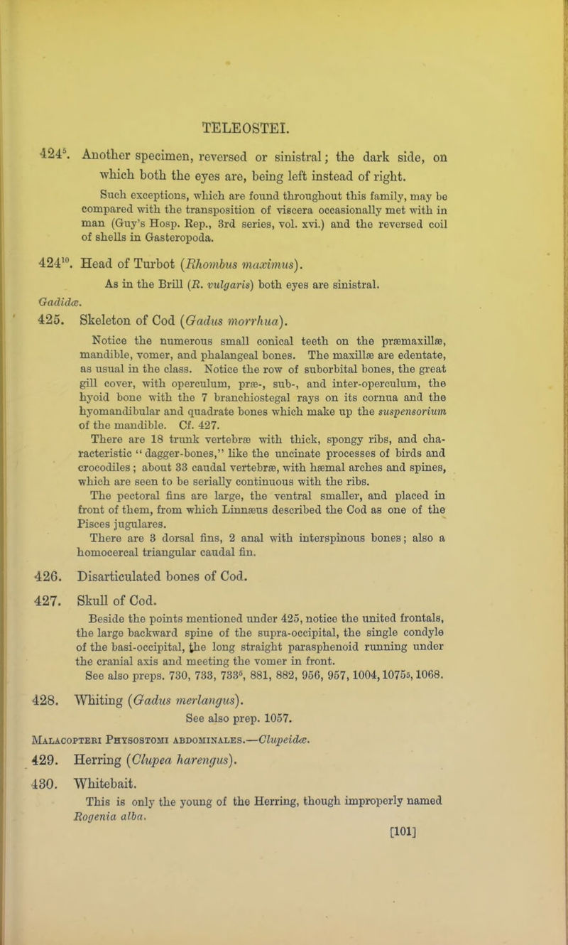 424\ Auotlier specimen, reversed or sinistral; the dark side, on which both the eyes are, being left instead of right. Such exceptions, which are found throughout this family, may be compared with the transposition of viscera occasionally met with in man (Guy's Hosp. Rep., 3rd series, vol. xvi.) and the reversed coil of shells in Gasteropoda. 424'. Head of Turbot {Rhombus maximns). As in the Brill {R. vulgaris) both eyes are sinistral. GadidcB. 425. Skeleton of Cod {Gadm morrhua). Notice the numerous small conical teeth on the prfemaxhlae, mandible, vomer, and phalangeal bones. The maxillae are edentate, as usual in the class. Notice the row of suborbital bones, the great gill cover, with operculum, prse-, sub-, and inter-operculum, the hyoid bone with the 7 branchiostegal rays on its cornua and the hyomandibular and quadrate bones which make up the suspensoriutn of the mandible. Cf. 427. There are 18 trimk vertebrsB with thick, spongy ribs, and cha- racteristic  dagger-bones, like the uncinate processes of birds and crocodiles ; about 33 caudal vertebra, with haemal arches and spines, which are seen to be seriaUy continuous with the ribs. The pectoral fins are large, the ventral smaller, and placed in front of them, from which Linnaeus described the Cod as one of the Pisces jugulares. There are 3 dorsal fins, 2 anal with interspinous bones; also a homocercal triangular caudal fin. 426. Disarticulated bones of Cod. 427. Skull of Cod. Beside the points mentioned under 425, notice the united frontals, the largo backward spine of the supra-occipital, the single condyle of the basi-occipital, the long straight parasphenoid running under the cranial axis and meeting the vomer in front. See also preps. 730, 733, 7335, gsi, 882, 956, 957,1004,10755,1068. 428. Whiting (Gadus merlangus). See also prep. 1057. Malacoptebi Physostomi abdominales.—ClupeidcB. 429. Herring {Clupea harengus). 430. Whitebait. This is only the young of the Herring, though improperly named Rogenia alba. [101]