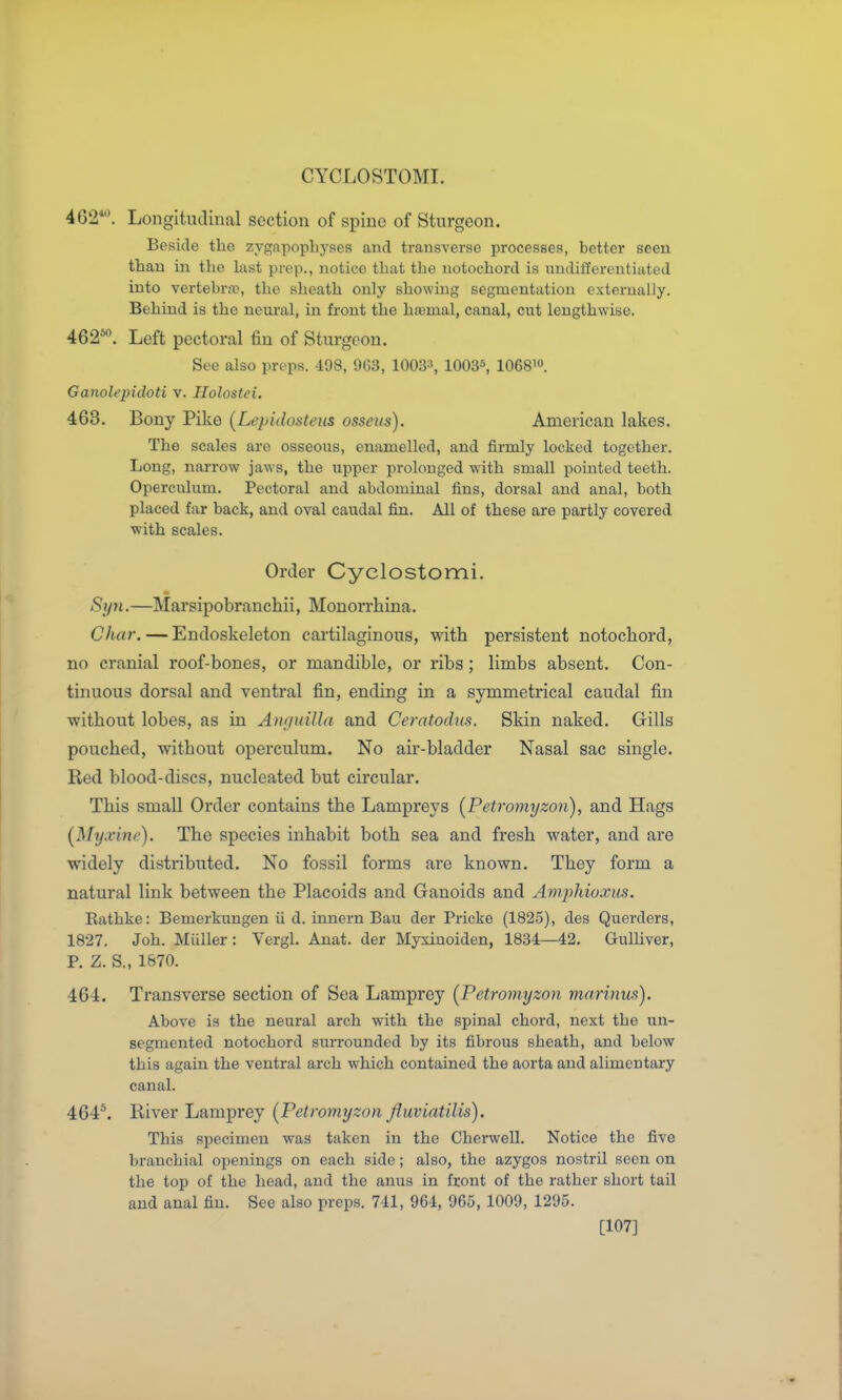 CYCLOSTOMI. 462*. Longitudinal section of spine of Sturgeon. Beside the zy<T,ipophyses and trausverse processes, better seen than in the last prep., notice that the notochord is undifferentiated into yertehrif, the sheath only showmg segmentation externally. Behind is the neural, in front the hoemal, canal, cut lengthwise. 462*. Left pectoral fin of Sturgeon. See also prt-ps. 498, 'MVS, 1003-\ 10035, IO6810. Ganolepidoti v. Holostei. 463. Bony Pike (Lepidosteus osseus). American lakes. The scales are osseous, enamelled, and firmly locked together. Long, narrow jaws, the upper prolonged with small pointed teeth. Operculum. Pectoral and abdominal fins, dorsal and anal, both placed far back, and oval caudal fin. All of these are partly covered with scales. Order Cyclostomi. Syn.—Marsipobranchii, Monorrhina. Char. — Endoskeleton cartilaginous, with persistent notochord, no cranial roof-bones, or mandible, or ribs; limbs absent. Con- tinuous dorsal and ventral fin, ending in a symmetrical caudal fin without lobes, as in Anf/iiilla and Ceratodm. Skin naked. Gills pouched, without operculum. No air-bladder Nasal sac single. Red blood-discs, nucleated but circular. This small Order contains the Lampreys (Petromyzon), and Hags [Myxine). The species inhabit both sea and fresh water, and are widely distributed. No fossil forms are known. They form a natural link between the Placoids and Ganoids and AmpJiioxus. Rathke: Bemerkungen ii d. innern Bau der Pricke (1825), des Querders, 1827. Joh. Milller : Vergl. Anat. der Myxinoiden, 1834—42. Gulliver, P. Z. S., 1870. 464. Transverse section of Sea Lamprey [Petromyzon marinics). Above is the neural arch with the spinal chord, next the un- segmented notochord surrounded by its fibrous sheath, and below this again the ventral arch w^hich contained the aorta and alimentary canal. 464*. Eiver Lamprey (Petromyzon fiuviatilis). This specimen was taken in the Cherwell. Notice the five branchial openings on each side; also, the azygos nostril seen on the top of the head, and the anus in front of the rather short tail and anal fin. See also preps. 741, 964, 965, 1009, 1295. [107]