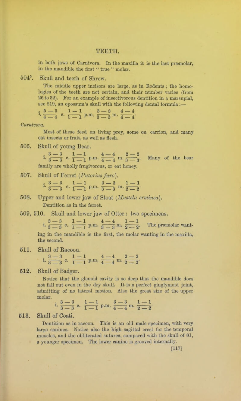 in both jaws of Carnivora. In the maxilla it is the last prsemolar, in the mandible the first  true  molar. 504». Skull and teeth of Shrew. The middle upper incisors are large, as in Kodents; the homo- logies of the teeth are not certain, and their number varies (from 26 to 32). For an example of insectivorous dentition in a marsupial, see 219, an opossum's skull with the following dental formula:— 5 — 5 1 _ 1 3_3 4_4 Carnivora. Most of these feed on living prey, some on carrion, and many eat insects or fruit, as well as flesh. 505. Skull of young Bear. . 3 — 3 1 — 1 4 — 4 2 — 2 , 1. g g c. ^ ^ p.m. ^ ^ m. g g. Many of the bear family are wholly frugivorous, or eat honey. 507. Skull of Ferret (Putoriusfuro). .3 — 3 1 — 1 3 — 3 1 — 1 3^3 1^1 P-°^' 3^3 2^2- 508. Upper and lower jaw of Stoat [Mustela erminea). Dentition as in the ferret. 509. 510. Skull and lower jaw of Otter: two specimens. .3 — 3 1 — 1 4 — 4 1 — 1 ^, 1. g g c. ^ ^ p.m. g _ g m. ^ 2 The praemolar want- ing in the mandible is the first, the molar wanting in the maxilla, the second. 511. Skull of Piacoon. , 3_3 1 — 1 4—4 2 — 2 1. —3 1-^ P-*' r=r4 ^- 2^- 512. Skull of Badger. Notice that the glenoid cavity is so deep that the mandible does not fall out even in the di-y skull. It is a perfect ginglymoid joint, admitting of no lateral motion. Also the great size of the upper molar. .3 — 3 l_l 3—3 1 — 1 3^ p-™- 4^^- 513. Skull of Coati. Dentition as in racoon. This is an old male specimen, with very large canines. Notice also the high sagittal crest for the temporal muscles, and the obliterated sutui-ea, compared with the skull of 81, a younger specimen. The lower canine is grooved internally. [117]