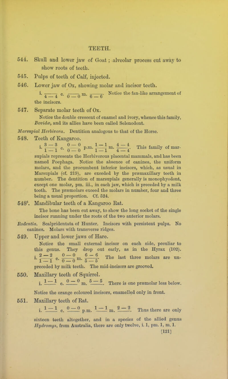 544. Skull and lower jaw of Goat ; alveolar process cut away to show roots of teeth. 545. Pulps of teeth of Calf, injected. 546. Lower jaw of Ox, showing molar and incisor teeth, c. ^ m. o Notice the fan-like arrangement of 4 — 4 0 — 0- 6 — 6 the incisors. 547. Separate molar teeth of Ox. Notice the double crescent of enamel and ivory, whence this family, BovidcE, and its allies have been called Selenodont. Marsujnal Herbivora. Dentition analogous to that of the Horse. 548. Teeth of Kangaroo. .3—3 0—0 1—1 4—4 m-^ 1 t 1. j^-^^ c. qZ- q ™' 4 4 ^^^^ family of mar- supials represents the Herbivorous placental mammals, and has been named Poephaga. Notice the absence of canines, the uniform molai's, and the procumbent inferior incisors, which, as usual in Marsupials (cf. 219), are exceded by the priemaxillary teeth in number. The dentition of marsupials generally is monophyodont, except one molar, pm. iii., in each jaw, which is preceded by a milk tooth. The j^rfemolars exceed the molars in number, four and three being a usual proportion. Cf. 524. 548*. Mandibular teeth of a Kangaroo Eat. The bone has been cut away, to show the long socket of the single incisor running under the roots of the two anterior molars. Rodentia. Scalpridentata of Hunter. Incisors with persistent pulps. No canines. Molars with transverse ridges. 549. Upper and lower jaws of Hare. Notice the small external incisor on each side, peculiar to this genus. They drop out early, as in the Hyrax (102). i. ^ ^ /. ^ ^ m ^ ~ ^. The last three molars are un- 1_1 °-0 — 0™5 — 5 preceded by milk teeth. The mid-incisors are grooved. 550. Maxillary teeth of Squirrel. i. Lzil c. ^ ^ m. ^ ^. There is one priemolar less below. Notice the orange coloured incisors, enamelled only in front. 551. Maxillaiy teeth of Rat. i. ^ ~ ^ c. p.m. i m. ^~-. Thus there are only sixteen teeth altogether, and in a species of the allied genus Hydromys, from Australia, there are only twelve, i. 1, pm. 1, m. 1. [121]