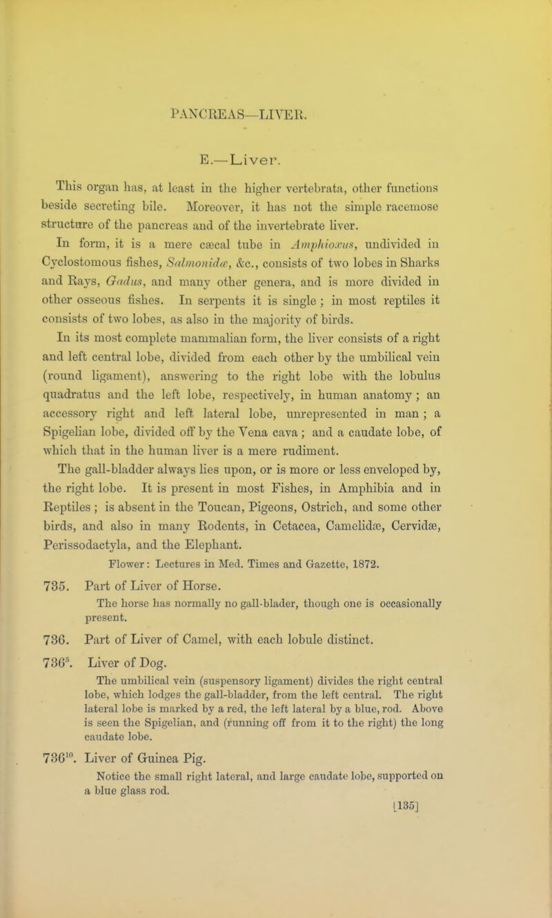 PANCREAS—LIYEli. E.— Liver. This organ has, at least in the higher vertebrata, other functions beside secreting bile. Moreover, it has not the simple racemose structure of the pancreas and of the invei*tebrate liver. In form, it is a mere cajcal tube in Aniphioa-iis, undivided in Cyclostomous fishes, S(dmonid(c, &c., consists of two lobes in Sharks and Rays, Gadm, and many other genera, and is more divided in other osseous fishes. In serpents it is single ; in most reptiles it consists of two lobes, as also in the majority of birds. In its most complete mammalian form, the liver consists of a right and left central lobe, divided from each other by the umbilical vein (round ligament), answering to the right lobe with the lobulus quadratus and the left lobe, respectively, in human anatomy ; an accessory right and left lateral lobe, unrepresented in man; a Spigelian lobe, divided off by the Vena cava ; and a caudate lobe, of which that in the human liver is a mere rudiment. The gall-bladder always lies upon, or is more or less enveloped by, the right lobe. It is present in most Fishes, in Amphibia and in Reptiles ; is absent in the Toucan, Pigeons, Ostrich, and some other birds, and also in many Rodents, in Cetacea, Camelidoa, Cervidae, Perissodactyla, and the Elephant. Flower: Lectures in Med. Times and Gazette, 1872. 735. Part of Liver of Horse. The horse has normally no gall-blader, though one is occasionally present. 736. Part of Liver of Camel, with each lobule distinct. 73G^ Liver of Dog. The umbilical vein (suspensory ligament) divides the right central lobe, which lodges the gall-bladder, from the left central. The right lateral lobe is marked by a red, the left lateral by a blue, rod. Above is seen the Spigelian, and (running off from it to the right) the long caudate lobe. 73G'. Liver of Guinea Pig. Notice the small right lateral, and large caudate lobe, supported on a blue glass rod. [135]