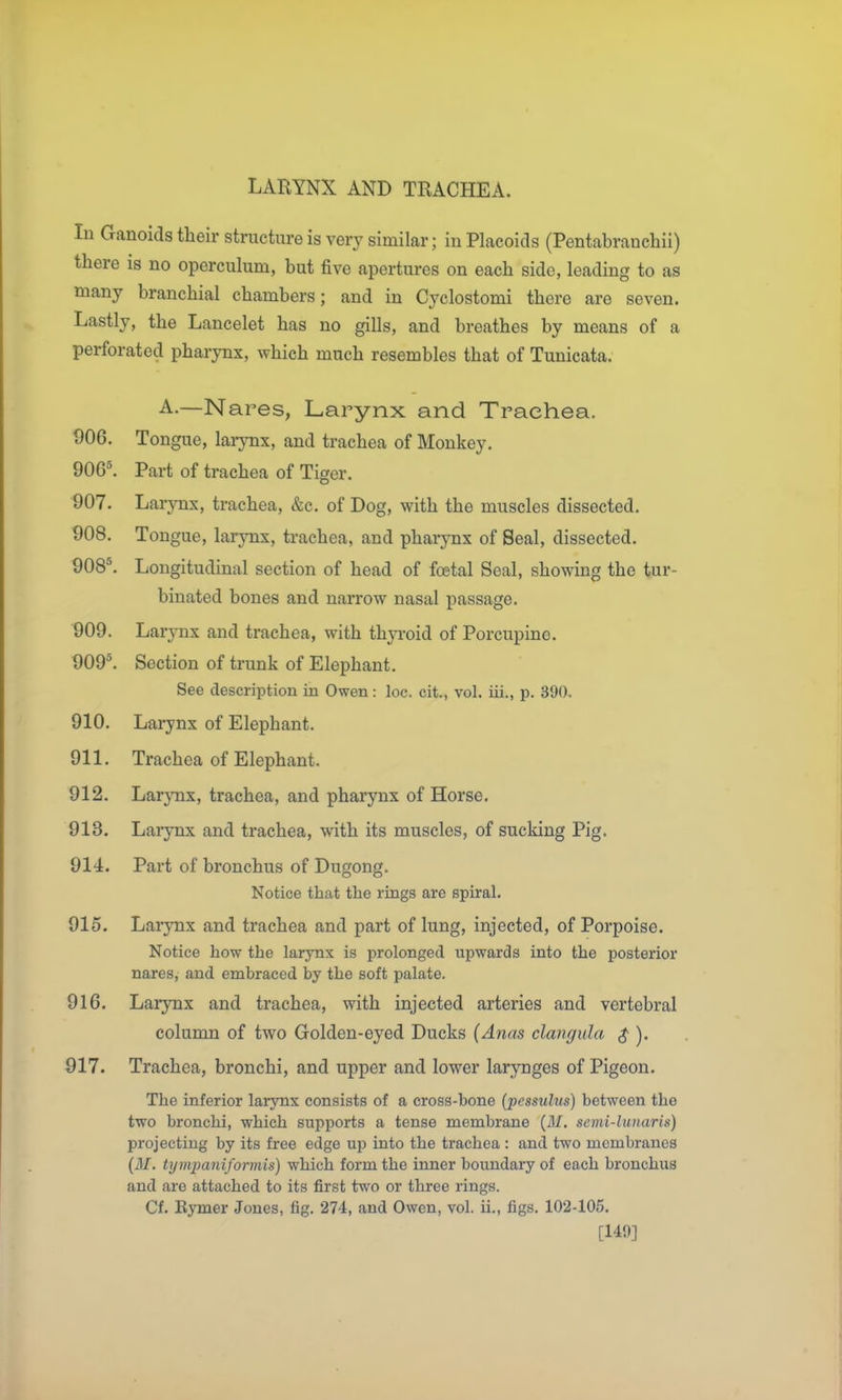 LARYNX AND TRACHEA. In Ganoids their structure is very similar; in Placoids (Pentabranchii) there is no operculum, but five apertures on each side, leading to as many branchial chambers; and in Cyclostomi there are seven. Lastly, the Lancelot has no gills, and breathes by means of a perforated pharynx, which much resembles that of Tunicata. A.—Nares, Larynx and Trachea. 906. Tongue, larynx, and trachea of Monkey. 906\ Part of trachea of Tiger. 907. Larynx, trachea, &c. of Dog, with the muscles dissected. 908. Tongue, larjoix, trachea, and pharynx of Seal, dissected. 908'\ Longitudinal section of head of foetal Seal, showing the tur- binated bones and narrow nasal passage. 909. Larynx and trachea, with thyi-oid of Porcupine. 909'. Section of trunk of Elephant. See description in Owen: loc. cit., vol. iii., p. 390. 910. Larynx of Elephant. 911. Trachea of Elephant. 912. Lar^Tix, trachea, and pharynx of Horse. 913. Larynx and trachea, with its muscles, of sucking Pig. 914. Part of bronchus of Dugong. Notice that the rings are spiral. 915. Larynx and trachea and part of lung, injected, of Porpoise. Notice how the larynx is prolonged upwards into the posterior nares, and embraced by the soft palate. 916. Larynx and trachea, with injected arteries and vertebral column of two Golden-eyed Ducks (Anas clmgula $ ). 917. Trachea, bronchi, and upper and lower larynges of Pigeon. The inferior larynx consists of a cross-bone (pessuhis) between the two bronchi, which supports a tense membrane {M. semi-luiiaris) projecting by its free edge up into the trachea : and two membranes (31. tympaniformis) which form the inner boundary of each bronchus and are attached to its first two or three rings. Cf. Eymer Jones, fig. 274, and Owen, vol. ii., figs. 102-105. [149]