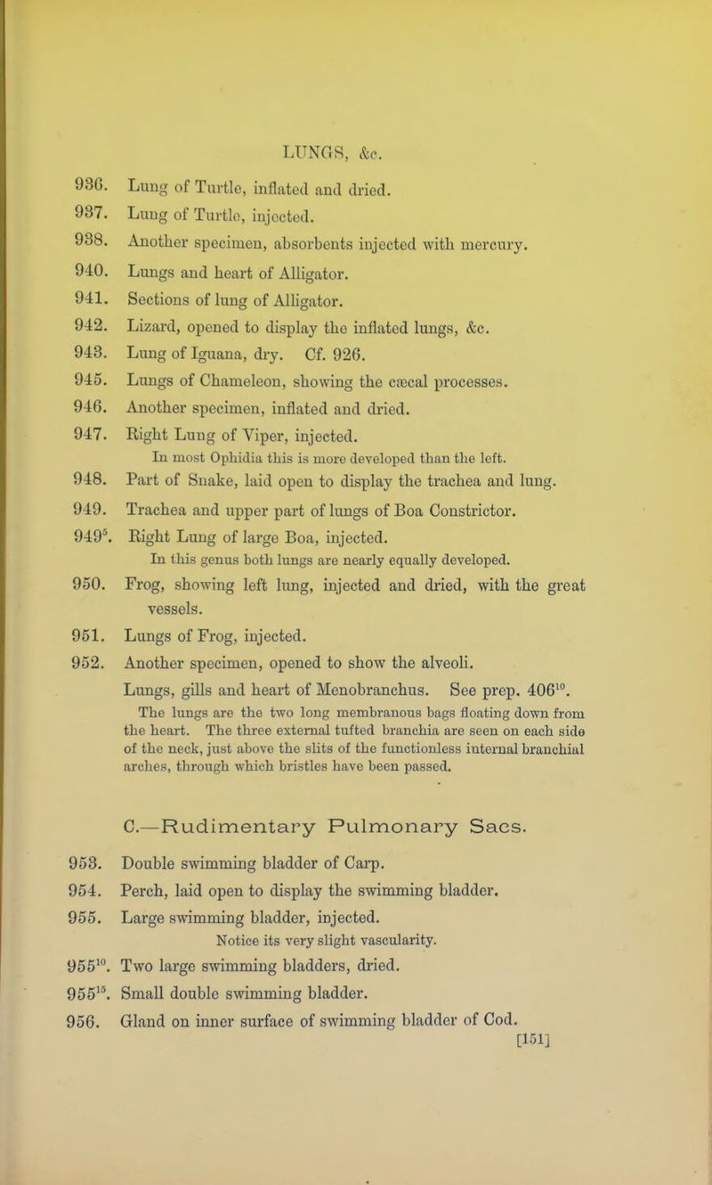 LUNGS, &c. 98G. Lung of Turtle, inflated and dried. 937. Lung of Turtle, injected. 938. Another specimen, absorbents injected with mercury. 940. Lungs and heart of Alligator. 9-41. Sections of lung of Alligator. 942. Lizard, opened to display the inflated lungs, &c. 943. Lung of Iguana, diy. Cf. 926. 945. Lungs of Chameleon, showing the ciecal processes. 946. Another specimen, inflated and dried. 947. Right Lung of Viper, injected. In most Ophidia this is more developed than the left. 948. Part of Snake, laid open to display the trachea and lung. 949. Trachea and upper part of lungs of Boa Constrictor. 949*. Right Lung of large Boa, injected. In this genus both lungs are nearly equally developed. 950. Frog, showing left lung, injected and dried, with the great vessels. 951. Lungs of Frog, injected. 952. Another specimen, opened to show the alveoli. Lungs, gills and heart of Menobranchus. See prep. 406^°. The lungs are the two long membranous bags floating down from the heart. The three external tufted branchia are seen on each side of the neck, just above the slits of the functionless internal branchial arches, through which bristles have been passed. C.—Rudimentary Pulmonary Sacs. 953. Double swimming bladder of Carp. 954. Perch, laid open to display the swimming bladder. 955. Large swimming bladder, injected. Notice its very slight vascularity. 955^°. Two large swimming bladders, dried. 955^*. Small double swimming bladder. 956. Gland on inner surface of swimming bladder of Cod. [151]