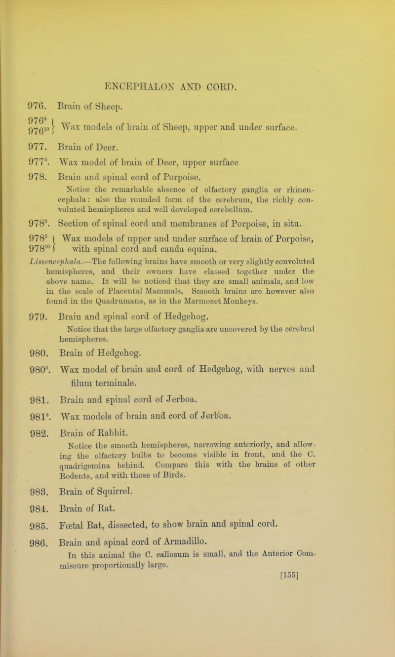 07G. Brain of Sheep. 'c)rjQw I Wax models of brain of Sheep, upper and under surface. 977. Brain of Deer. 977. Wax model of brain of Deer, upper surface 978. Brain and spinal cord of Porpoise. Notice the remarkable absence of olfactory ganglia or rhinen- cephala: also the rounded form of the cerebrum, the richly con- voluted hemispheres and well developed cerebellum. 978^ Section of spinal cord and membranes of Porpoise, in situ. 978* ) Wax models of upper and under surface of brain of Porpoise, 978'°) with spinal cord and cauda equina. lAssencpphala.—The following brains have smooth or very slightly convoluted hemispheres, and their owners have classed together under the above name. It will be noticed that they are small animals, and low in the scale of Placental Mammals. Smooth brains are however also found in the Quachumana, as in the Marmozet Monkeys. 979. Brain and spinal cord of Hedgehog. Notice that the large olfactory ganglia are uncovered by the cerebral hemispheres. 980. Brain of Hedgehog. 980*. Wax model of brain and cord of Hedgehog, with nerves and tilum terminale. 981. Brain and spinal cord of Jerboa. 981*. Wax models of brain and cord of Jerboa. 982. Brain of Rabbit. Notice the smooth hemispheres, narrowing anteriorly, and allow- ing the olfactory bulbs to become visible in front, and the C. quadi-igemina behind. Compare this with the brains of other Rodents, and with those of Bhds. 983. Brain of Squirrel. 984. Brain of Rat. 985. Foetal Rat, dissected, to show brain and spinal cord. 986. Brain and spinal cord of Armadillo. In this animal the C. callosum is small, and the Anterior Com- missure proportionally large. [155]