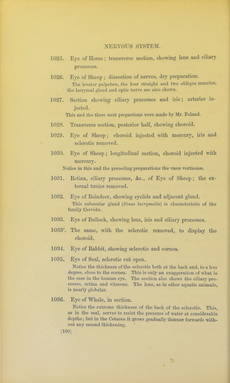 1025. Eye of Horse ; transverse section, showing lens and ciliary processes. 1026. Eye of Sheep ; dissection of nerves, dry preparation. The levator palpebr^, the four straight and two obhque imascles, the lacrynial glaud and ojDtic nerve are also shown. 1027. Section showing ciliary processes and iris; arteries in- jected. This and the three next prepai-tions were made by Mr. Poland. 1028. Transverse section, posterior half, showing choroid. 1029. Eye of Sheep; choroid injected with mercury, iris and sclerotic removed. 1030. Eye of Sheep ; longitudinal section, choroid injected with mercury. Notice m this and the preceding preparations the vasas vorticosje. 1031. Retina, ciliary processes, &c., of Eye of Sheep; the ex- ternal tunics removed. 1032. Eye of Reindeer, showing eyelids and adjacent gland. This subocular gland {Simis lacrymalis) is characteristic of the family CervidfB. 1033. Eye of Bullock, showing lens, ii-is and ciliary processes. 1033\ The same, with the sclerotic removed, to display the choroid. 1034. Eye of Rabbit, showing sclerotic and cornea. 1035. Eye of Seal, sclerotic cut open. Notice the thickness of the sclerotic both at the back and, to a less degree, close to the cornea. This is only an exaggeration of what is the case in the human eye. The section also shows the ciliary pro- cesses, retina and vitreous. The lens, as in other aquatic animals, is nearly globular. 1036. Eye of Whale, in section. Notice the extreme thickness of the back of the sclerotic. This, as in the seal, serves to resist the pressure of water at considerable depths; but in the Cetacea it grows gradually thinner forwards with- out any second tbickening.