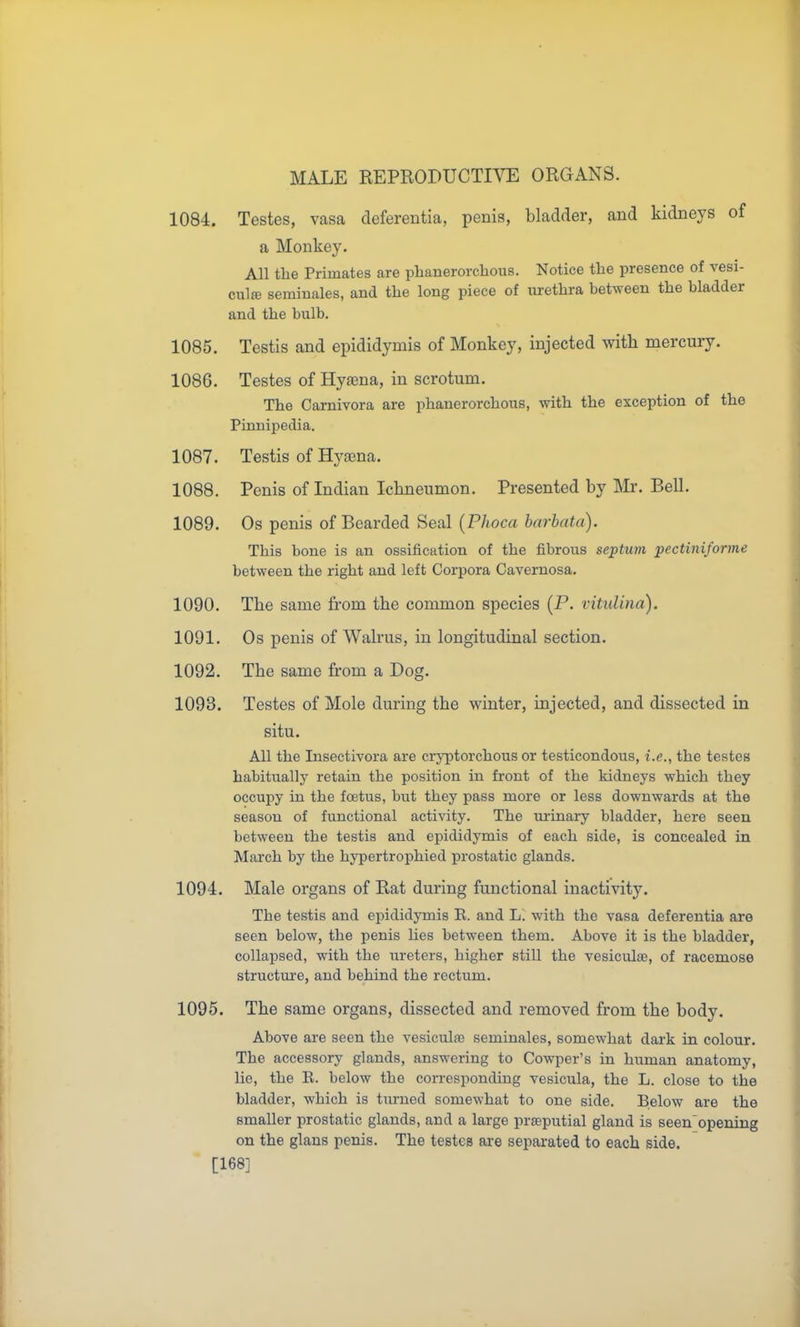 1084. Testes, vasa deferentia, penis, bladder, and kidneys of a Monkey. All the Primates are phanerorchous. Notice the presence of vesi- cul£E seminales, and the long piece of urethra between the bladder and the bulb. 1085. Testis and epididymis of Monkey, injected with mercury. 1086. Testes of Hyaena, in scrotum. The Carnivora are phanerorchons, with the exception of the Pinnipedia. 1087. Testis of Hya;na. 1088. Penis of Indian Iclmeumon. Presented by Mr. Bell. 1089. Os penis of Bearded Seal (Phoca barbata). This bone is an ossification of the fibrous septum pectinifonne between the right and left Corpora Cavernosa. 1090. The same from the common species (P. titidina). 1091. Os penis of Walrus, in longitudinal section. 1092. The same from a Dog. 1093. Testes of Mole during the winter, injected, and dissected in situ. All the Insectivora are cryptorchous or testicondous, i.e., the testes habitually retain the position in front of the kidneys which they occupy in the fcetus, but they pass more or less downwards at the season of functional activity. The ui-inary bladder, here seen between the testis and epididymis of each side, is concealed in March by the hypertrophied prostatic glands. 1094. Male organs of Rat during functional inactivity. The testis and epididymis E. and Li with the vasa deferentia are seen below, the penis lies between them. Above it is the bladder, collapsed, with the ureters, higher still the vesiculas, of racemose structure, and behind the rectum. 1095. The same organs, dissected and removed from the body. Above are seen the vesiculae seminales, somewhat dark in colour. The accessory glands, answering to Cowper's in human anatomy, lie, the E. below the corresponding vesicula, the L. close to the bladder, which is tiu-ned somewhat to one side. Below are the smaller prostatic glands, and a large pra3putial gland is seen'opening on the glans penis. The testes are separated to each side. [168]