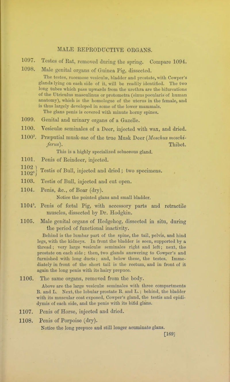 1097. 1098. 1099. 1100. 1100^ 1101. 1102 1102\ 1103. 1104. 110i\ 1105. 1106. 1107. 1108. Testes of Rat, removed during the spring. Compare 1094. Male genital organs of Guinea Pig, dissected. The testes, racemose vesiculae, bladder and prostate, witli Cowper's glands lying on each side of it, will be readily identified. The two long tubes which pass iipwards from the urethra are the bifurcations of the Utriculus masculinus or protometra (sinus pocularis of human anatomy), which is the homologue of the uterus in the female, and is thus largely developed in some of the lower mammals. The glans penis is covered with minute horny spines. Genital and urinary organs of a Gazelle. Vesiculae seminales of a Deer, injected with wax, and dried. Prajputial musk-sac of the true Musk Deer [Moschus moschi- fems). Thibet. This is a highly specialized sebaceous gland. Penis of Reindeer, injected. Testis of Bull, injected and di'ied; two specimens. Testis of Bull, injected and cut open. Penis, &c., of Boar (dry). Notice the pointed glans and small bladder. Penis of foetal Pig, with accessory parts and retractile muscles, dissected by Dr. Hodgkin. Male genital organs of Hedgehog, dissected in situ, during the period of functional inactivity. Behind is the lumbar part of the spine, the tail, pelvis, and hind legs, with the kidneys. In front the bladder is seen, supported by a thread; very large Tesiculaj seminales right and left; next, the prostate on each side ; then, two glands answering to Cowper's and furnished with long ducts; and, below these, the testes. Imme- diately in front of the short tail is the rectum, and in front of it again the long penis with its hairy prepuce. The same organs, removed from the body. Above are the large vesiculas seminales with three compartments E. and L. Next, the lobular prostate E. and L.; behind, the bladder with its muscular coat exposed, Cowper's gland, the testis and epidi- dymis of each side, and the penis with its bifid glans. Penis of Horse, injected and dried. Penis of Porpoise (dry). Notice the long prepuce and still longer acuminate glans. [169]