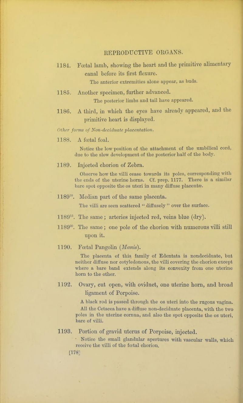 1184. Fcotal lamb, showing the heart and the primitive alimentary canal before its first flcxm'c. The anterior extremities alone appear, as buds. 1185. Another specimen, further advanced. The posterior limbs and tail have appeared. 1186. A third, in which the eyes have already appeared, and the primitive heart is displayed. Other fonm of Non-cleciduate placentation. 1188. A foetal foal. Notice the low position of the attachment of the umbilical cord, due to the slow development of the posterior half of the body. 1189. Injected chorion of Zebra. Obsei-ve how the villi cease towards its poles, coiTesponding with the ends of the uterine horns. Cf. prep. 1177. There is a similar bare spot opposite the os uteri in many diffuse placenta?. 1189^. Median part of the same placenta. The villi are seen scattered  dififusely  over the surface. 1189^^. The same ; arteries injected red, veins blue (dry). 1189'^°. The same ; one pole of the chorion with numerous villi still upon it. 1190. Foetal Pangolin [Manis). The placenta of this family of Edentata is nondeciduate, but neither diffuse nor cotyledonous, the villi covering the chorion except where a bare band extends along its convexity from one uterine horn to the other. 1192, Ovary, cut open, with oviduct, one uterine horn, and broad ligament of Porpoise. A black rod is passed through the os uteri into the rugous vagina. All the Cetacea have a diffuse non-decidi\ate placenta, with the two poles in the uterine cornua, and also the spot ojjposite the os uteri, bare of villi. 1193. Portion of gravid uterus of Porpoise, injected. • Notice the small glandular apertm-es with vascular walls, which receive the villi of the fcetal chorion, [178]