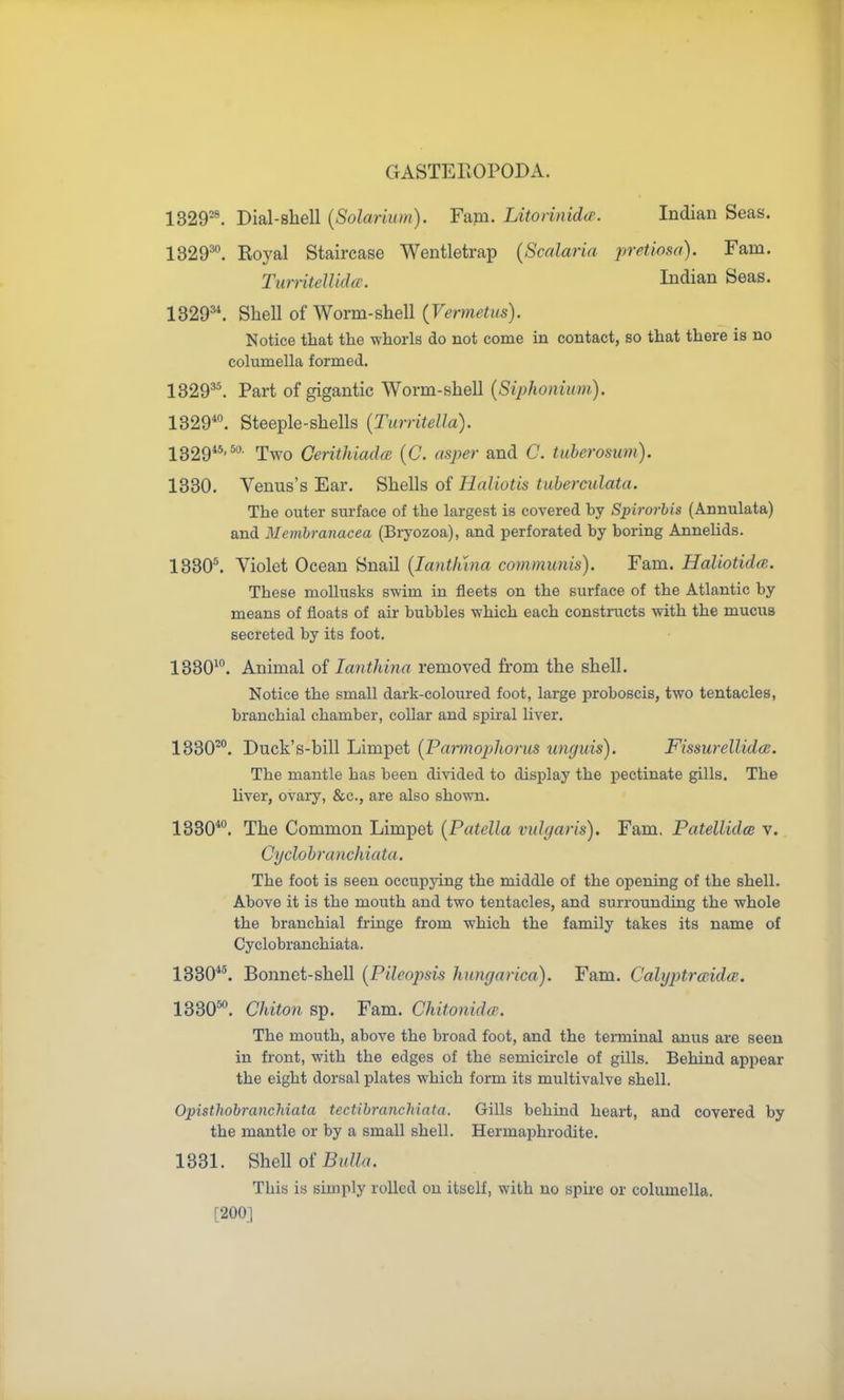 1329^. Dial-shell {Solarium). Fam. Litorinida. Indian Seas. 1329^. Eoyal Staircase Wentletrap {Scalaria pretiosci). Fam. TurritelUdce. Indian Seas. 1329''. Shell of Worm-shell (Vermetus). Notice that the whorls do not come in contact, so that there is no columella formed. 1329^. Part of gigantic Worm-shell {Sij)honium). 1329*°. Steeple-shells {Turritella). 2329«.5a Two GerithiadcB (C. asper and C. tuberosum). 1330. Venus's Ear. Shells of Haliotis tuherculata. The outer surface of the largest is covered by Spirorbis (Annulata) and Membranacea (Biyozoa), and perforated by boring Annelids. 1330\ Violet Ocean Snail {lanthina communis). Fam. Haliotidee. These moUusks swim in fleets on the surface of the Atlantic by means of floats of air bubbles which each constructs with the mucus secreted by its foot. 1330^. Animal of lanthina removed from the shell. Notice the small dark-coloured foot, large proboscis, two tentacles, branchial chamber, collar and spiral liver. 1330^°. Duck's-bill Limpet [Parmopliorm unguis). Fissurellidce. The mantle has been divided to display the pectinate gills. The liver, ovary, &c., are also shown. 1330*°. The Common Limpet [Patella vulgaris). Fam. Patellidce v. Cyclohranchiata. The foot is seen occupjang the middle of the opening of the shell. Above it is the mouth and two tentacles, and surrounding the whole the branchial fringe from which the family takes its name of Cyclohranchiata. 1330*^ Bonnet-shell {Pileopsis hnngarica). Fam. Calyptra^idce. 1330™. Chiton sp. Fam. Chitonida-. The mouth, above the broad foot, and the terminal anus are seen in fi-ont, with the edges of the semicu-cle of gills. Behind appear the eight dorsal plates which form its multivalve shell. Opisthohranchiata tectibranchiata. Gills behind heart, and covered by the mantle or by a small shell. Hermaphrodite. 1331. Shell of This is simply rolled on itself, with no spire or columella. [200]