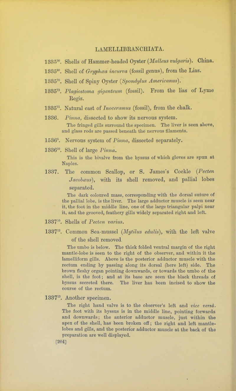 1335^. Shells of Hammer-headed Ojsier {Malleus vulgaris). China. 1835^. Shell of Gnjphcea incurva (fossil genus), from the Lias. 1335™. Shell of Spiny Oyster {Spondjjlus Americanus). 1335. Plagiostoma yiganteum (fossil). From the lias of Lyme Regis. 1335''. Natural cast of Inoceramus (fossil), fi-om the chalk. 1386. Pinna, dissected to show its nervous system. The fringed gills surround the specimen. The liver is seen above, and glass rods are passed beneath the nervous filaments. 1586^. Nervous system of Pinna, dissected separately. 1836'°. SheU of large Pinna. This is the bivalve from the byssus of which gloves are spun at Naples. 1887. The common Scallop, or S. James's Cockle {Pecten Jacoba^us), with its shell removed, and pallial lobes separated. The dark coloured mass, corresponding with the dorsal suture of the pallial lobe, is the liver. The large adductor muscle is seen near it, the foot in the middle line, one of the large triangular palpi near it, and the grooved, feathery gills widely separated right and left. 1837'°. Shells of Pecten varius. 1887'^. Common Sea-mussel [Mytilus edulis), with the left valve of the shell removed, The umbo is below. The thick folded ventral margin of the right mantle-lobe is seen to the right of the observer, and within it the lamelliform gills. Above is the posterior adductor muscle with the rectum ending by passing along its dorsal (here left) side. The brown fleshy organ pointing downwards, or towards the umbo of the shell, is the foot; and at its base are seen the black threads of byssus secreted there. The liver has been incised to show the course of the rectum. 1387'^ Another specimen. The right hand valve is to the observer's left and vice versa. The foot with its byssus is in the middle line, pointing forwards and downwards; the anterior adductor muscle, just within the apex of the shell, has been broken off; the right and left mantle- lobes and gills, and the posterior adductor muscle at the back of the preparation are well displayed. [204]
