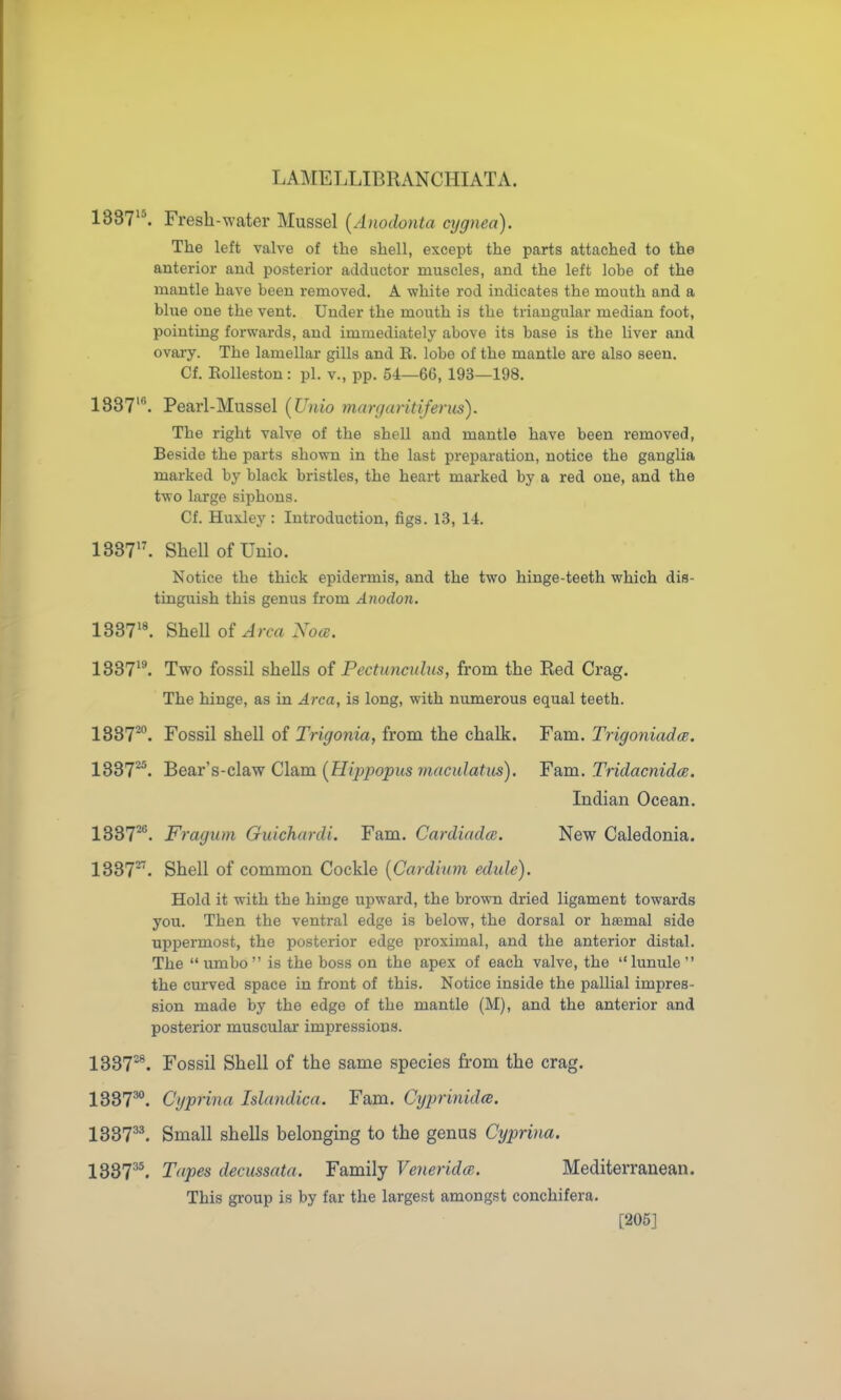 1SSV\ Fresh-^Yater Mussel {Anodonta cygnea). The left valve of the shell, except the parts attached to the anterior and posterior adductor miiscles, and the left lobe of the mantle have been removed. A white rod indicates the mouth and a blue one the vent. Under the mouth is the triangular median foot, pointing forwards, and immediately above its base is the liver and ovary. The lamellar gills and E. lobe of the mantle are also seen. Cf. Eolleston: pi. v., pp. 54—66, 193—198. 1837'^ Pearl-Mussel [Unio margaritiferus). The right valve of the shell and mantle have been removed, Beside the parts shown in the last preparation, notice the ganglia marked by black bristles, the heart marked by a red one, and the two large siphons. Cf. Huxley : Introduction, figs. 13, 14. 1337'^ Shell of Unio. Notice the thick epidermis, and the two hinge-teeth which dis- tinguish this genus from Anodon. 1337'^ Shell oi Area Noa:. 1337^'. Two fossil shells oi Pectunculus, from the Red Crag. The hinge, as in Area, is long, with numerous equal teeth. 1337^. Fossil shell of Trigonia, from the chalk. Fam. Trigoniadce. 1337^. Bear's-claw Clam (ff/jij^JOjjMs r«rtcit/af2<5). Fam. Tridacnidce. Indian Ocean. 1337^. Fragum Guichardi. Fam. Cardiada. New Caledonia. 1337'^. Shell of common Cockle {Cardmm edule). Hold it with the hinge upward, the brown dried ligament towards you. Then the ventral edge is below, the dorsal or htemal side uppermost, the posterior edge proximal, and the anterior distal. The  umbo is the boss on the apex of each valve, the lunule  the curved space in front of this. Notice inside the pallial impres- sion made by the edge of the mantle (M), and the anterior and posterior muscular impressions. 1337^^ Fossil Shell of the same species from the crag. 1337^°. Cgprina Islandica. Fam. Cyprinid<B. 1337^^ Small shells belonging to the genus Cyprina. 1387^*. Tapes decussata. Family VeneridcR. Mediterranean. This group is by far the largest amongst conchifera. [205]
