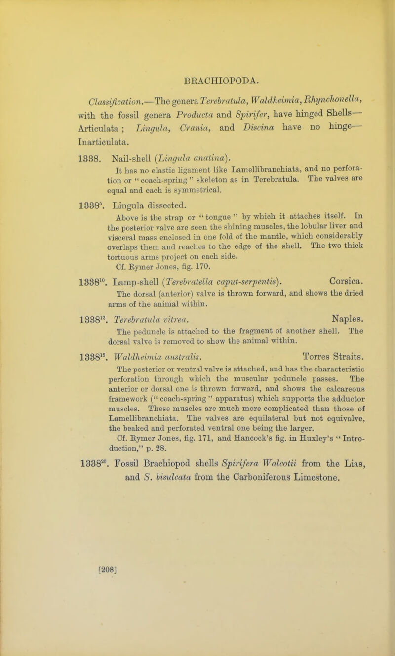 BRACHIOPODA. Classification —The genera, Terebratula, Waldheimia, Rhtjnchonella, with the fossil genera Producta and Spirifer, have hinged Shells— Ai-ticulata ; Limjula, Crania, and Discina have no hinge— Inarticulata. 1338. Nail-shell (Lingula anatina). It has no elastic ligament like Lamellibranchiata, and no perfora- tion or  coach-spring  skeleton as in Terebratula. The valves are equal and each is symmetrical. 1838*. Lingula dissected. Above is the strap or tongue  by which it attaches itself. In the posterior valve are seen the shining muscles, the lobular liver and visceral mass enclosed in one fold of the mantle, which considerably overlaps them and reaches to the edge of the shell. The two thick tortuous arms project on each side. Cf. Eymer Jones, fig. 170. 1838^. Lamp-shell {Terehratella caput-serpentis). Corsica. The dorsal (anterior) valve is thrown forward, and shows the dried arms of the animal within. 1338'^ Terebratula vitrea. Naples. The peduncle is attached to the fragment of another shell. The dorsal valve is removed to show the animal within. 1338^\ Waldheimia aiistralis. Torres Straits. The posterior or ventral valve is attached, and has the characteristic perforation through which the muscular peduncle passes. The anterior or dorsal one is thrown forward, and shows the calcareous framework ( coach-spring apparatus) which supports the adductor muscles. These muscles are much more complicated than those of Lamellibranchiata. The valves are equilateral but not equivalve, the beaked and perforated ventral one being the larger. Cf. Eymer Jones, fig. 171, and Hancock's fig. in Huxley's  Intro- duction, p. 28. 1838^. Fossil Brachiopod shells Spinfera Walcotii jErom the Lias, and S, bisulcata from the Carboniferous Limestone. [208J
