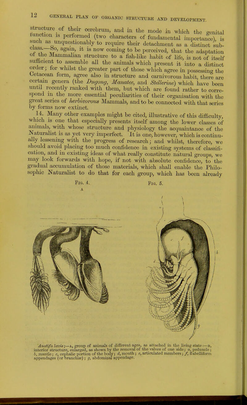 Structure of their cerebrum, and in the mode in which the genital tunction IS performed (two characters of fundamental importance), is such as unquestionably to require their detachment aa a distinct sub- ^r+t!?^' ^T' ''^ ^ '''''^'^S to be perceived, that the adaptation ol the Mammalian structure to a fish-like habit of life, is not of itself suflicient to assemble all the animals which present it into a distinct order; for wlulst the greater pax-t of those which agree in possessing the Oetacean form, agi-ee also in structure and cai-nivorous habit, there are cei-tam genera (the Dugong, Manatee, and Stdlenne) which have been until recently ranked with them, but which are found rather to corre- spond m the more essential peculiarities of their organisation with the p-eat series of lierbivorom Mammals, and to be comiected with that series by forms now extinct. 14. Many other examples might be cited, illustrative of this difficulty, which is one that especially presents itself among the lower classes of animals, with whose structure and physiology the acquaintance of the Naturalist is as yet very imperfect. It is one, however, which is continu- ally lessening with the progress of research; and whilst, therefore, we should avoid placing too much confidence in existing systems of classifi- cation, and in existing ideas of what really constitute natural groups, we may look forwards with hope, if not with absolute confidence, to the gradual accumulation of those materials, which shall enable the Philo- sophic Naturalist to do that for each group, which has been already Fig. 4. A Fig. 5. Awitifa l<Em$;—A., group of animals of difierent ages, as attached in the living state:—n, interior structure, enlarged, as shown by the removal of tho valves of one side; a, peduncle ; 6, mantle; c, cephalic portion of tho body; d, mouth; e, articulated members; /, Uabelliform appendages (or Dranchia:); g, abdominal appendage.