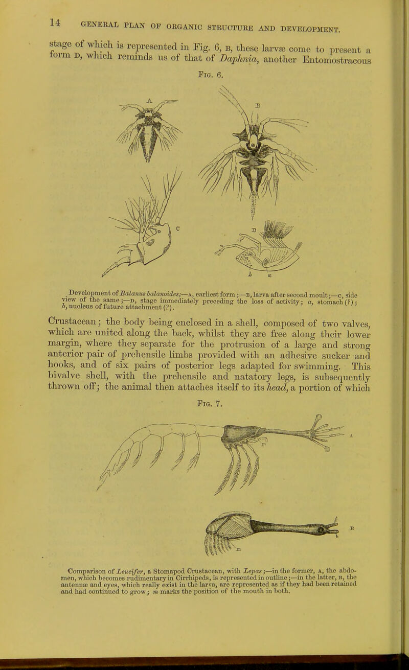 Development otBalanus halanoi<les;—k, earliest form;—B, larva after second moult;—c, side view of the same;—d, stage immediately preceding the loss of activity: a, stomachf?): i, nucleus of future attachment (?). ^ Crustacean; the body being enclosed in a shell, comjiosed of two valves, which are united along the back, whilst they are free along their lower margin, where they separate for the protrusion of a large and strong anterior pair of prehensile limbs provided with an adhesive sucker and hooks, and of six pairs of posteiior legs adapted for swimming. This bivalve shell, with the prehensile and natatory legs, is subsequently thrown off; the animal then attaches itself to its liead, a portion of which Fig. 7. Comparison of Leucifer, a Stomapod Crustacean, with Zepof;—in the former, a, the ahdo- men, which becomes rudimentary in Cirrhipeds, is represented in outUne;—in the latter, n, the antennas and eyes, which really exist in the larva, are represented as if they had been retained and had continued to grow j m marks the position of the mouth in both.
