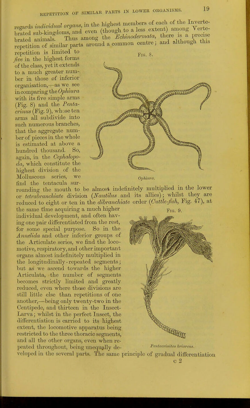 REPETITION OF SIMILAR PARTS IN LOWER ORGANISMS. Fia. 8. OpJiiu/ra. repetition is limited to five in the liigliest forms of the class, yet it extends to a much greater num- ber in those of inferior organisation,—as we_ see in comparing the Ophiura Avith its five simple arms (Fig. 8) and the Penta- crirnts (Fig. 9), whose ten arms all subdivide into such numerous branches, that the aggregate num- ber of pieces in the whole is estimated at above a hundred thousand. So, again, in the Ceiylialopo- da, which constitute the highest division of the Molluscous series, we find the tentacula sur- roimding the mouth to be almost indefinitely multiplied in the lower or tetrabranchiate division {Nautilus and its allies); whilst they are reduced to eight or ten in the dibrcmchiate order {Cuttle-fish, Fig. 47), at the same time acquiring a much higher iudividual development, and often hav- ing one pair differentiated from the rest, for some special pm-pose. So in the Annelida and other iuferior groups of the Articidate series, we find the loco- motive, resj)iratory, and other important organs almost indefinitely multiplied in the longitudinally-repeated segments; but as we ascend towards the higher Articidata, the number of segments becomes strictly limited and greatly reduced, even where these divisions are still little else than repetitions of one another,—being only twenty-two in the Centipede, and thirteen in the Insect- Larva ; whilst in the perfect Insect, the diffei-entiation is carried to its highest extent, the locomotive apparatus being i-estricted to the three thoracic segiuents, and all the other organs, even when re- peated tliT'oughout, being ixnequgilly de- veloped in the several parts. The same principle of gradual differentiation c 2 Fig. 9. PenlaennUcs br •lareim.