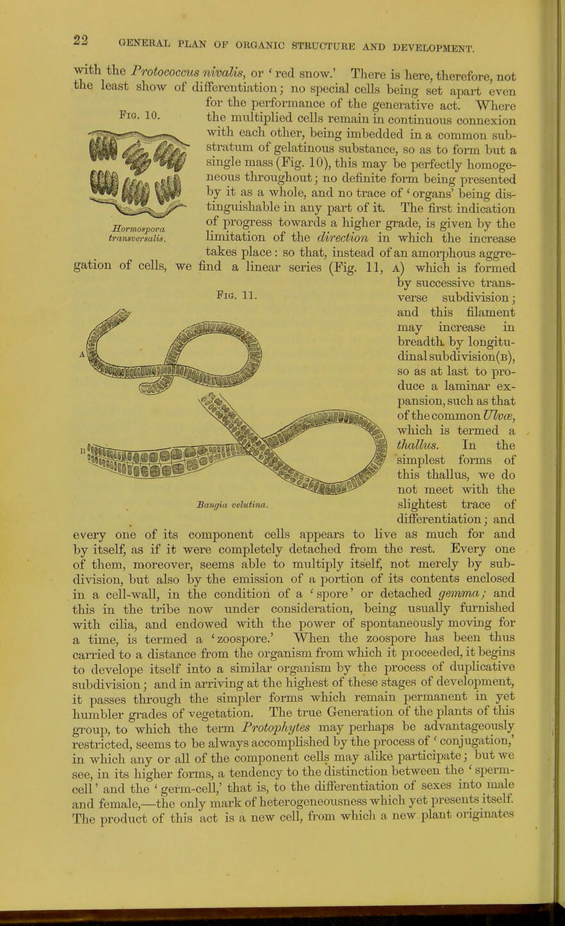 Fig. 10. Sormospora transversalis. With the Protococcus nivalis, or ' red snow.' There is here, therefore, not the least show of differentiation; no special colls being set apai-t even for the performance of the generative act. Where the multiplied cells remain in continuous connexion with each other, being imbedded in a common sub- stratum of gelatinous substance, so as to form but a single mass (Pig. 10), this may be perfectly homoge- neous throughout; no definite form being presented by it as a whole, and no trace of ' organs' being dis- tinguishable in any part of it. The first indication of progress towards a higher grade, is given by the limitation of the direction in which the increase takes place : so that, instead of an amorphous aggre- gation of cells, we find a linear series (Fig. 11, a) which is formed by successive trans- 11- verse subdivision; and this filament may increase in breadth by longitu- dinal subdivision(B), so as at last to pro- duce a laminar ex- pansion, such as that of the common Ulvce, which is termed a thallus. In the simplest forms of this thallus, we do not meet with the slightest trace of differentiation; and every one of its component cells appears to live as much for and by itself, as if it were completely detached from the rest. Every one of them, moreover, seems able to multiply itself, not merely by sub- division, but also by the emission of a jDortion of its contents enclosed in a cell-wall, in the condition of a 'spore' or detached geomaa; and this in the tribe now under consideration, being usually fiu-nished with cilia, and endowed with the power of spontaneously moving for a time, is termed a 'zoospore.' When the zoospore has been thus carried to a distance from the organism from which it proceeded, it begins to develope itself into a similar organism by the process of dui^licative subdivision; and in arriving at the highest of these stages of development, it passes through the simpler forms which remain permanent in yet humbler grades of vegetation. The true Generation of the plants of this gToup, to which the term Protophytes may perhaps be advantageously restricted, seems to be always accomplished by the process of ' conjugation,' in which any or all of the component cells may alike participate; but we see, in its higher forms, a tendency to the distinction between the ' sperm- cell' and the ' germ-cell,' that is, to the differentiation of sexes into inale and female,—^the only mark of heterogeneousness which yet presents itself The product of this act is a new cell, from whicli a new plant originates Sangia velutina.