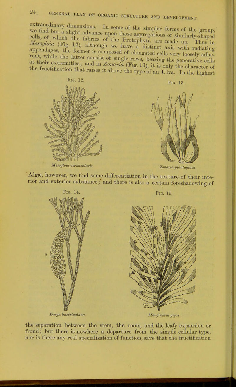 2i rent >yhile the latter consist of single rows, bearing the generative cells tie Stifi Xn^S;^ 'f r'^^ - oni;fe~e?of tne ti notification that raises it above the type of an Ulva. In the highest Pig. 12. Fig. 13. Mesogloia vermicularis. Zoiiwria plantaginea. Algse, however, we find some difierentiation in the texture of their inte- rior and exterior substance / and there is also a certain foreshadowing of Fig. 14. Fig. 15. Dasya huetzi/ngiana. Marginaria gigag. the separation between the stem, the roots, and the leafy expansion or frond; but there is nowhere a departure from the simple cellulai- type, nor is there any real specialization of function, save that the fructification