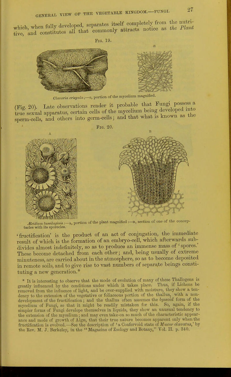 -FUNGI. Fig. 19. Clavaria „Hspula;-a, portion of the myceUum magnifled. (Fic^ 20). Late observations render it probable that Fungi possess a true'sex ial apparatus, certain cells of tbe mycelium being ^^^^1°?^^^^*° sperm-cells, Ad. others into germ-cells; and that what is known as the Fig. 20. ^eidium tusnlaginis .—A, portion of the plant magniJied :-B, section of one of the concep- tacles with its sporecles. 'fructification' is the product of an act of conjugation, the immediate result of which is the formation of an embryo-cell, wliich afterwards sub- divides almost indefinitely, so as to produce an immense mass of ' spores.' These become detached from each other; and, being usually of extreme minuteness, are carried about in the atmosphere, so as to become deposited in remote soils, and to give rise to vast numbers of separa,te beings consti- tuting a new generation.* * It is interesting to observe that the mode of evolution of many of these Thallogens is greatly infliienced by the conditions under which it takes place. Thus, if Lichens be removed from the influence of light, and be over-supplied with moisture, they show a ten- dency to the extension of the vegetative or foliaceous portion of the thallus, with a non- development of the fructification; and the thallus often assumes the hyssoid form of the mycelium of Fungi, so that it might be readily mistaken for this. So, again, if the simpler forms of Fungi develope themselves in liquids, they show an unusual tendency to the extension of the mycelium; and may even take-on so much of the characteristic appear- ance and mode of growth of Algoe, that theii- true nature becomes apparent only when the fructification is evolved.—See the description of ' a Confervoid state of Mucor davatus,' by the Eev. M. J. Berkeley, in the Magazine of Zoology and Botany, Vol. II. p. 340.