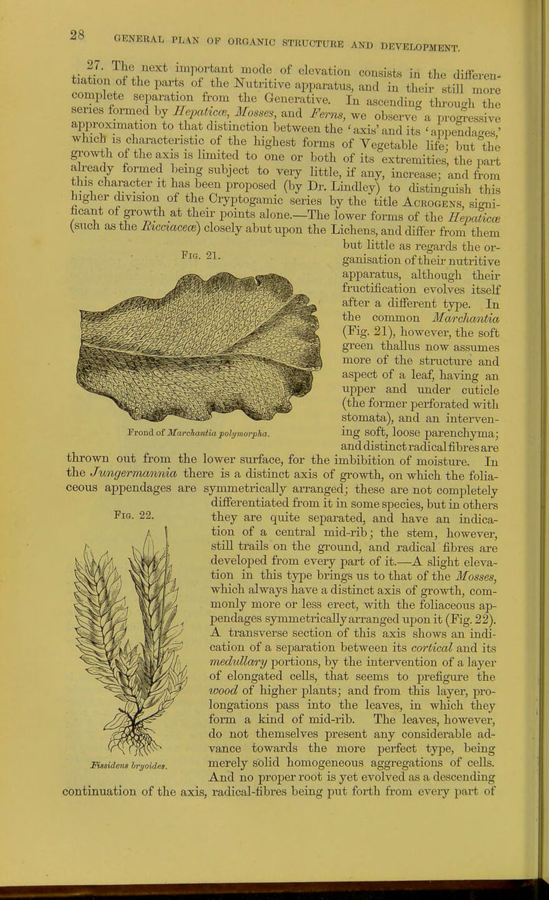 tiation of flf l'''^f^^'\^'fl^^ «l«vation consi«te in the differen- tiation of the parts of the Nutritive apparatus, and in their still more complete separation from the Generative. In ascending thi-ou^h the series formed by IlepaHcce, Mosses, and Ferns, we observe a proJe-ssive approximation to that distinction between the 'axis'and its 'apDenda-es' which IS characteristic of the highest forms of Vegetable life but the growth of the axis is limited to one or both of its extremities, the iDart ah;eady formed being subject to very little, if any, increase; and from this character it has been proposed (by Dr. Lindley) to distinguish this higher division of the Cryptogamic series by the title Acrogens, signi- ficant of growth at their points alone.—The lower forms of the Hepaiicce (such as the Bicciacece) closely abut upon the Lichens, and differ from them but little as regards the or- ganisation of theii-nutritive apparatus, although their fructification evolves itself after a different type. In the common Marchantia (Fig. 21), however, the soft green thallus now assumes more of the structure and aspect of a leaf, having an upper and under cuticle (the former 23erforated with stomata), and an interven- ing soft, loose parenchyma; and distinct radical fibres are thrown out from the lower surface, for the imbibition of moisture. In the Jungermannia there is a distinct axis of growth, on which the folia- ceous appendages are symmetrically arranged; these are not completely differentiated from it in some species, but in others they are quite separated, and have an indica- tion of a central mid-rib; the stem, however, still trails on the gi-ound, and radical fibres are developed from every part of it.—A sHght eleva- tion in this tyi^e brings us to that of the Mosses, which always have a distinct axis of growth, com- monly more or less erect, with the foliaceous ap- pendages symmetrically arranged upon it (Fig. 22). A transverse section of this axis shows an indi- cation of a separation between its cortical and its meduLla/ry portions, by the intervention of a layer of elongated cells, that seems to prefigure the wood of higher plants; and from this layer, pro- longations pass into the leaves, in which they form a kind of mid-rib. The leaves, however, do not themselves present any considerable ad- vance towards the more perfect type, being merely solid homogeneous aggregations of ceUs. And no proper root is yet evolved as a descending Frond of Marchantia polijmorpha. Fig. 22. JEissident hryoide.s. continuation of the axis, radical-fibres being put forth from every part of