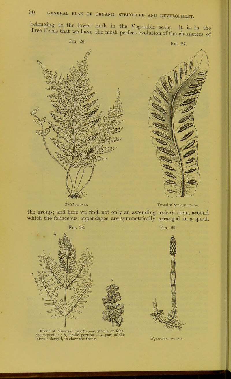 belonging to the lower rank in the Vegetable scale. It is in the iree-J^erns that we have the most perfect evolution of the characters of Fia. 26. Fig. 27. Trichomanes. Frond of Scolopendrum. the group; and here we find, not only an ascending axis or stem, around which the foliaceous appendages are symmetrically arranged in a sj)iral, Fig. 28. Fig. 29. Froiul of Onmuntla regalis;—a, stcrilo or folia- ceous portion ; h, fertile portion :—A, piirt of the latter enlarged, to show the thecre. JEquisettim arvcnse.