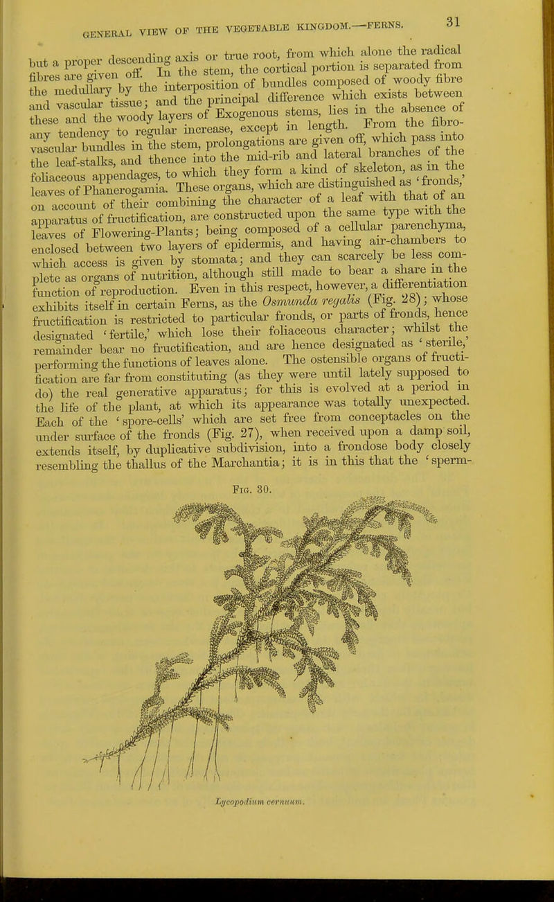 hut a Di-oper descemUng axis or true root, from wHch alone tlie mdical ^res CSven off. In the stem, the cortical poxtxon is separated from -rtSirinf^is^s^^^B^^^^^ Z leSstX and thence into the mid-rib and lateral branches of the oUa ^^^^^^^^^ to wHch they form a ^^^^^^^[^^^^ leaves of PhlSerogamia. These organs winch distmgm^ed ±rond« on accoimt of theii combining the character of a leaf with that ot an appS^o^^^^^^^^ are constructed upon the same type with the SaC of Flowering-Plants; being composed of a cellular parenchyma Sosed between two layers of epiderxnis and ^--^^S -^f^f^^'^^^^ which access is given by stomataj and they can scarcely be less com- plete as organs of nutrition, although stiU made to bear y^^^^ ^^^^^ Lotion of reproduction. Even in this respect ^o^'-^r - ^^^J^^^^^ exhibits itself in certain Ferns, as the Osmunda recjahs (Fig J8) whose fructification is restricted to particular fronds, or parts of fronds hence designated 'fertile,' wliich lose their foliaceous character; whilst the remainder bear no fructification, and are hence designated as stenle, performing the functions of leaves alone. The ostensible organs of fructi- fication aie far from constituting (as they were imtil lately supposed to do) the real generative apparatus; for this is evolved at a period ui the life of tLe plant, at which its appearance was totally unexpected. Each of the ' spore-cells' which are set free from conceptacles on the under siu-face of the fronds (Fig. 27), when received upon a damp soil, extends itself, by dupUcative subdivision, into a frondose body closely resembling the thallus of the Marchantia; it is in this that the 'sperm- FiG. 30. Lycopodium cernuam.