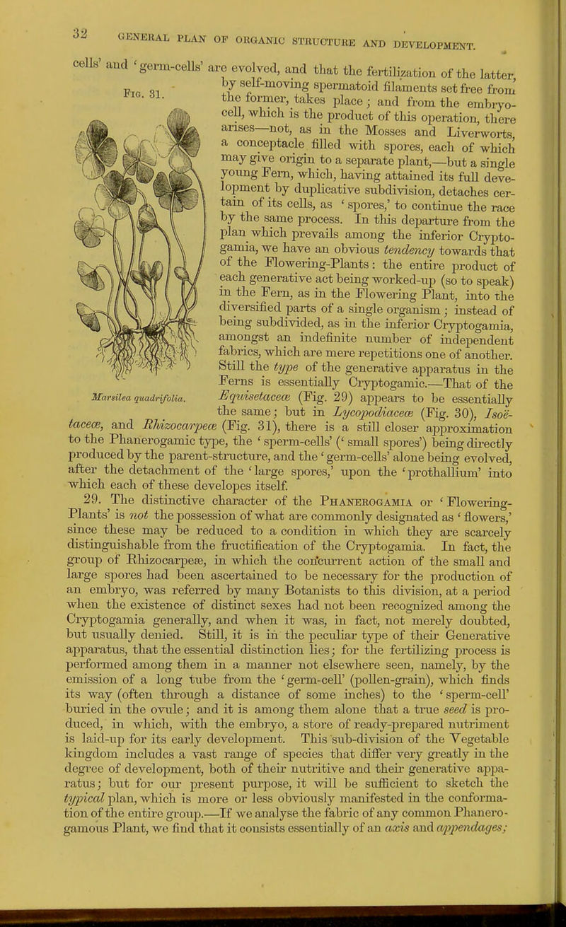 cells' aud Fia. 31. Marsilea guadHfoUa. germ-cells are evolved, and that the fertilization of the latter by self-moving spermatoid filaments set free from' the former, takes place j and from the embryo- cell, which is the product of this operation, there arises—not, as in the Mosses and Liverworts a conceptacle filled with spores, each of which may give origin to a separate plant,—but a single young Fern, which, having attained its full deve- lopment by duplicative subdivision, detaches cer- tain of its cells, as ' spores,' to continue the race by the same process. In tliis deimrture from the plan which prevails among the ioferior Crypto- gamia, we have an obvious tendency towards that of the Flowering-Plants: the entire product of each generative act being worked-up (so to speak) in the Fern, as in the Flowering Plant, into the diversified parts of a single organism; instead of being subdivided, as in the inferior Cryptogamia, amongst an indefinite number of independent fabrics, which are mere repetitions one of another. Still the ty2)e of the generative apparatus in the Ferns is essentially Cryptogamic.—That of the Equisetaceoi (Fig. 29) appears to be essentially the same; but in Lycopodiaceoe, (Fig. 30), Isoe- tacece, and Mizocarpeo} (Fig. 31), there is a still closer aiiproximation to the Phanerogamic tjipe, the ' sperm-cells' (' small spores') being directly produced by the parent-structure, and the' germ-cells' alone being evolved, after the detachment of the 'large spores,' upon the 'prothallium' into which each of these developes itself 29. The distinctive character of the Phanerogamia or ' Flowering- Plants' is not the possession of what are commonly designated as ' flowers,' since these may be reduced to a condition in which they are scarcely distinguishable from the fructification of the Cryptogamia. In fact, the group of Phizocarpese, in which the con'ciuTent action of the small and large sjiores had been ascertained to be necessary for the production of an embryo, was referred by many Botanists to this division, at a period when the existence of distinct sexes had not been recognized among the Cryptogamia generally, and when it was, in fact, not merely doubted, but usually denied. Still, it is in the jjeculiar type of their Generative ajiparatus, that the essential distinction lies; for the fertilizing process is performed among them in a manner not elsewhere seen, namely, by the emission of a long tube fi'om the 'germ-cell' (pollen-grain), which finds its way (often thi-ough a distance of some inches) to the ' sperm-cell' buried in the ovule; and it is among them alone that a true seed is pro- duced, in which, with the embryo, a store of ready-prejiai-ed nutriment is laid-up for its early development. This sub-division of the Vegetable kingdom includes a vast range of species that differ very greatly in the degree of development, both of their nutritive and then- generative appa- ratus; but for our present purpose, it will be sufficient to sketch the typical plan, which is more or less obviously manifested in the conforma- tion of the entir-e gi'oup.—If we analyse the fabric of any common Phanero- gamous Plant, we find that it consists essentially of an axis and ajjpendages;